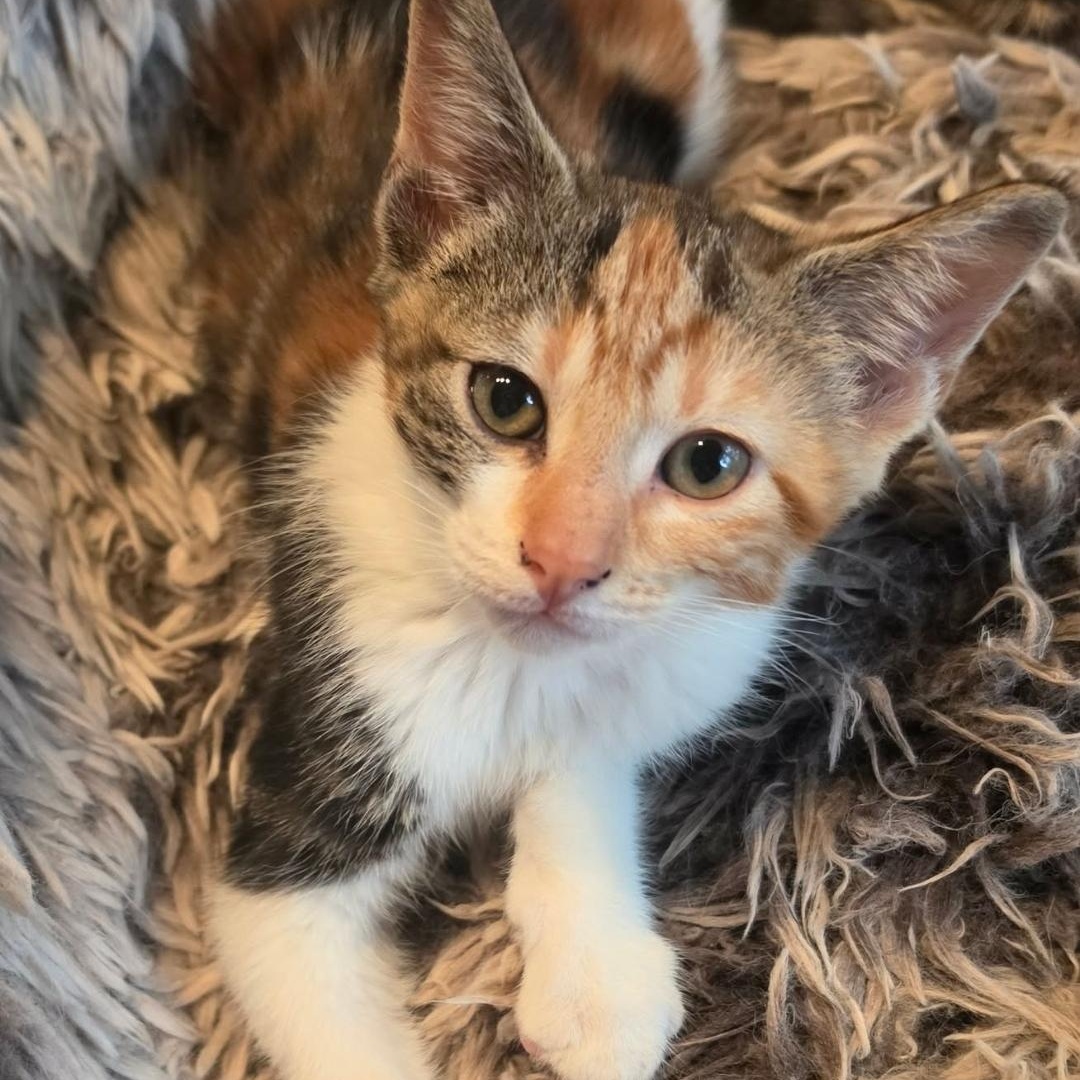 Enlarge Serrano, an adopted Calico in Midwest City, OK image 3/3