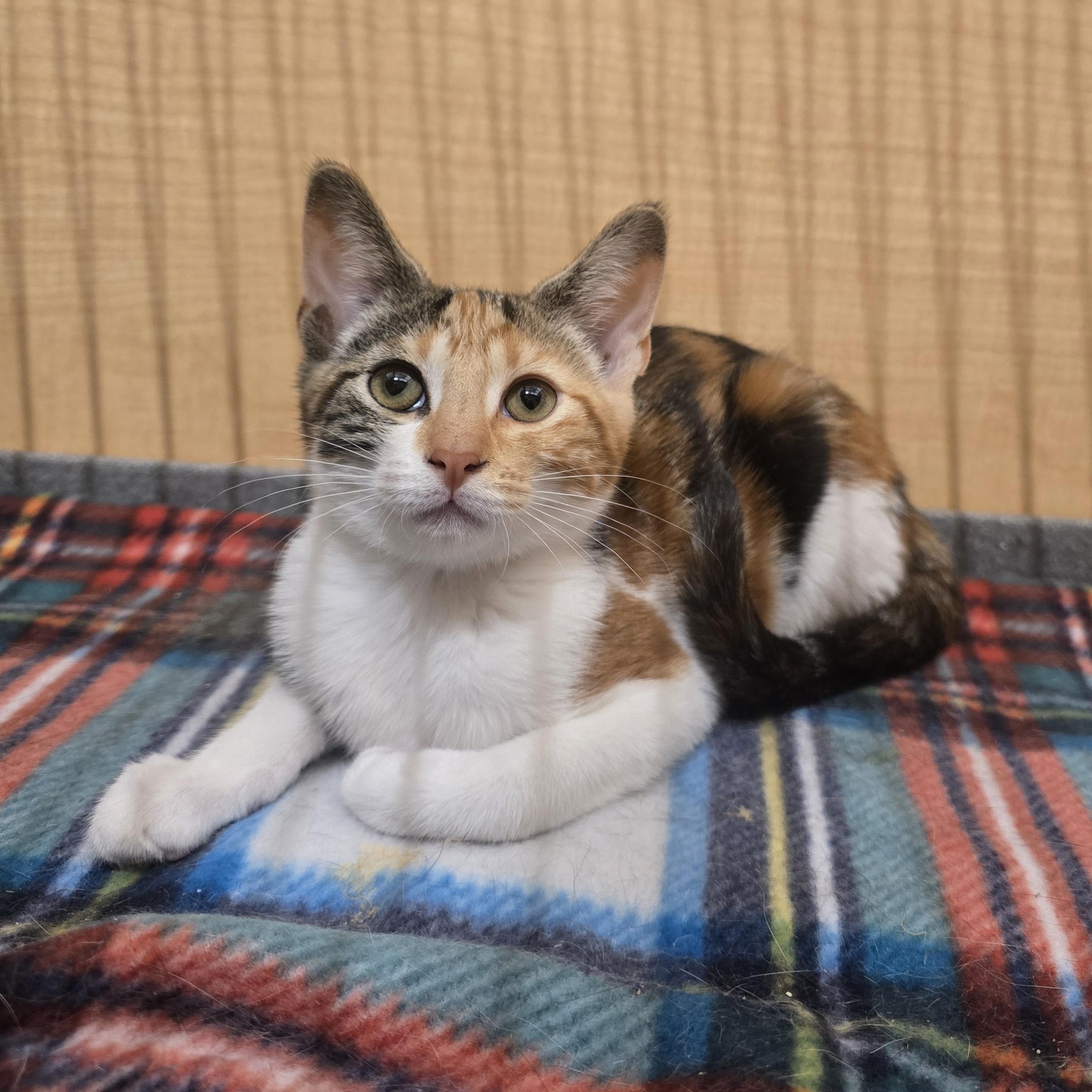 Enlarge Serrano, an adopted Calico in Midwest City, OK image 1/3