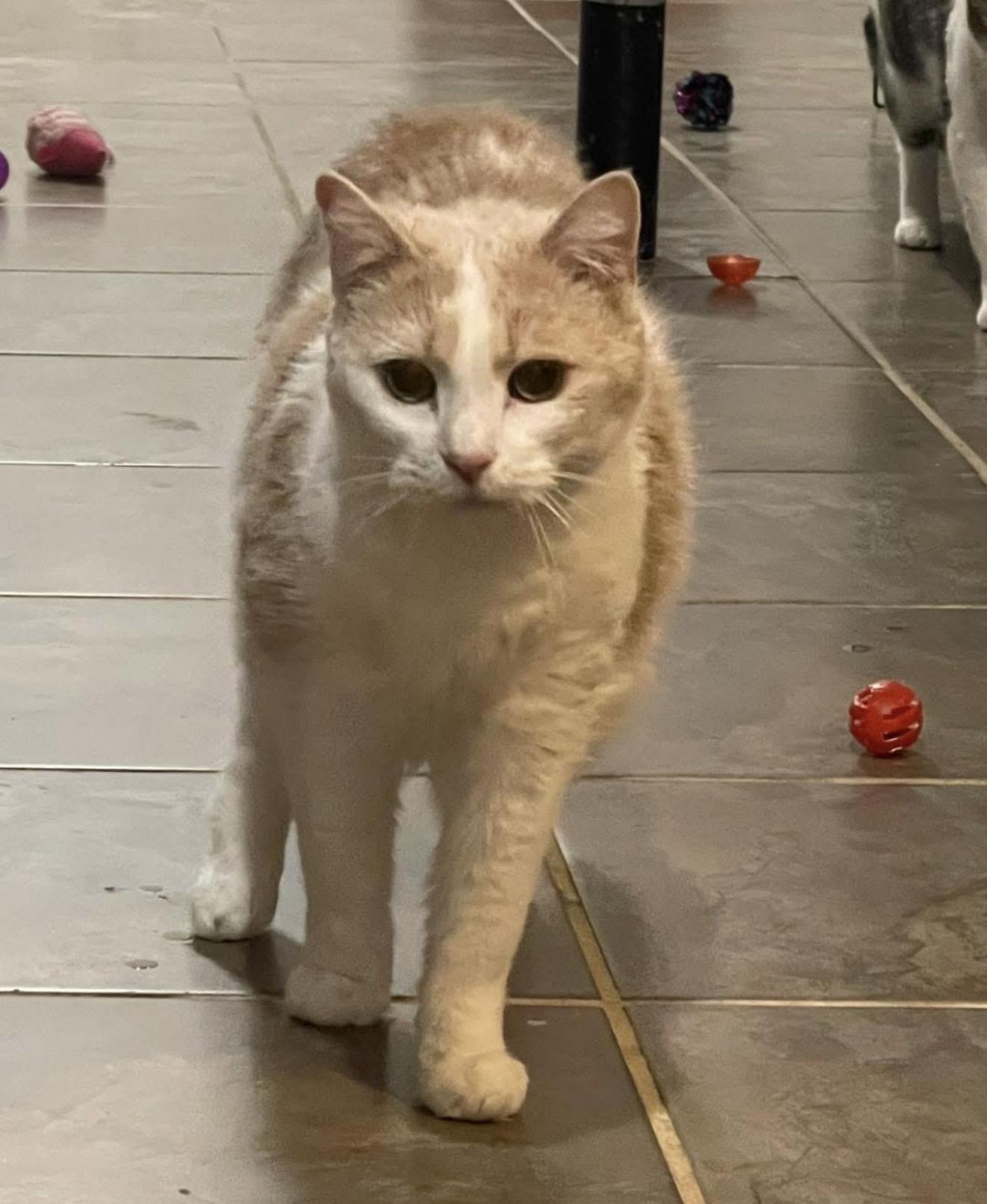 Marie, Adopted, Adult Female Domestic Short Hair.