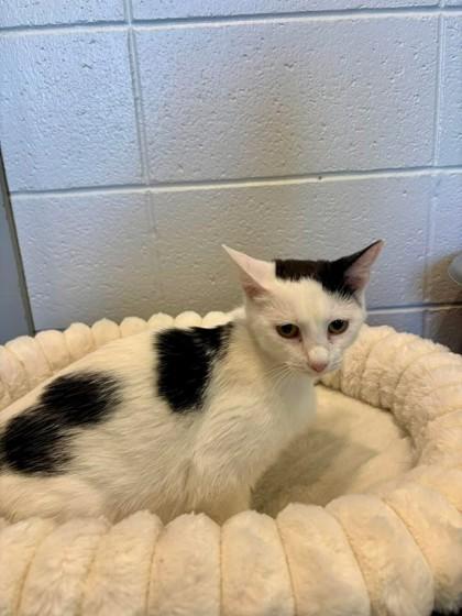 Enlarge Mayo, a Adoptable mixed breed in Paducah, KY image 1/1