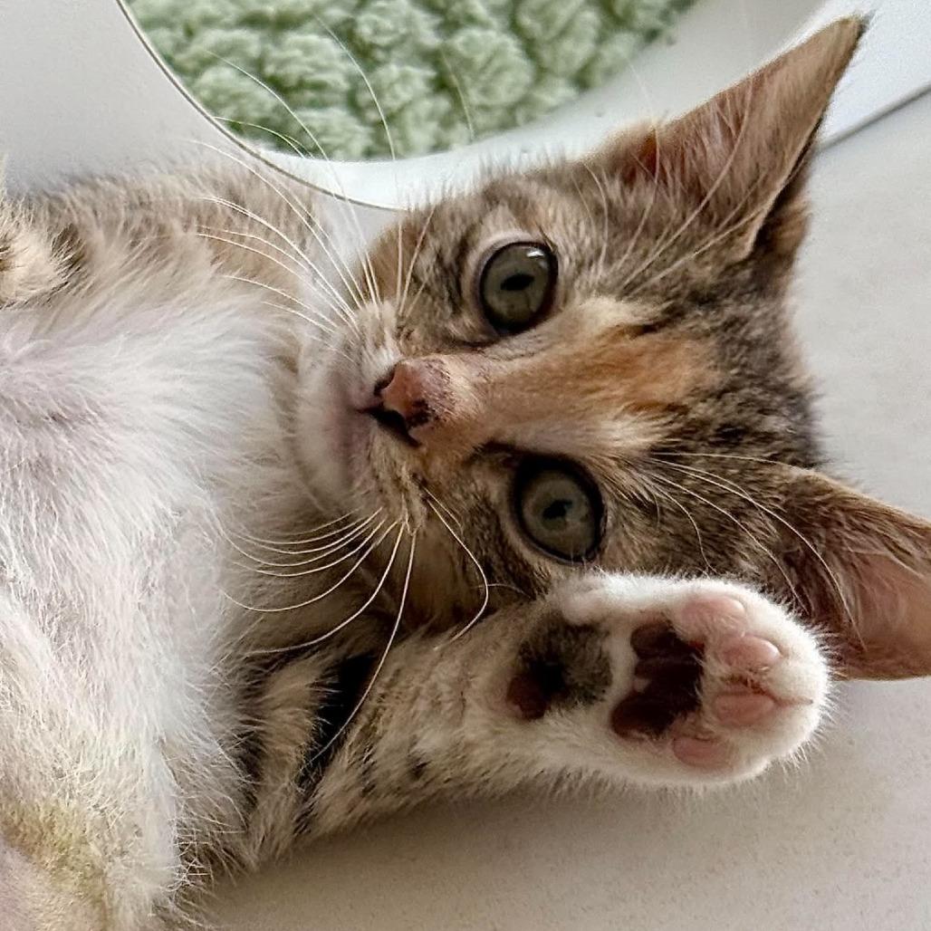 Lulu, Adoptable, Kitten Female Domestic Short Hair.
