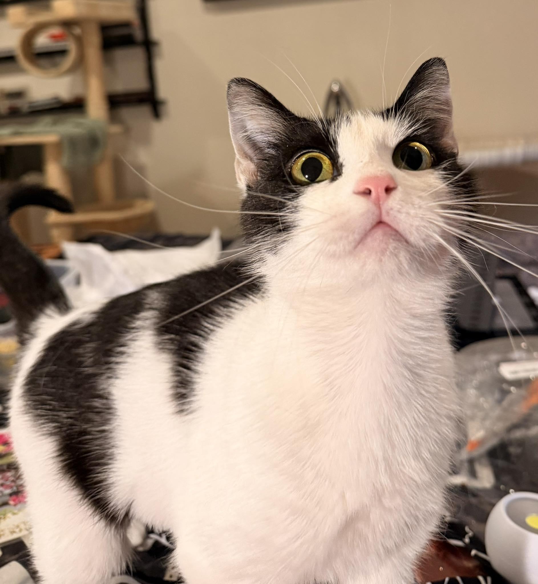 Flower, adopted, Adult Female Domestic Short Hair.