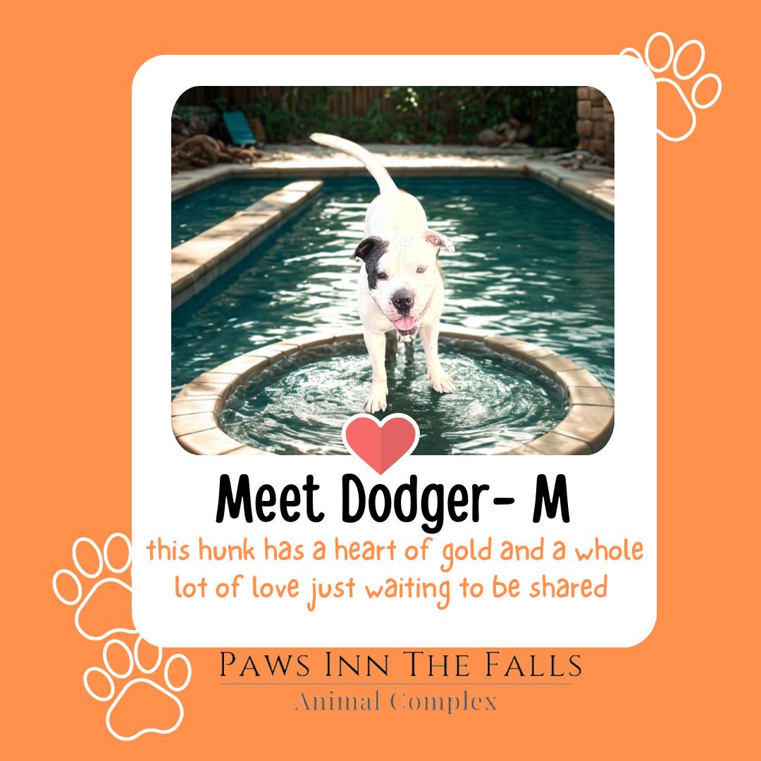 Dodger, Adoptable, Young Male Pit Bull Terrier.