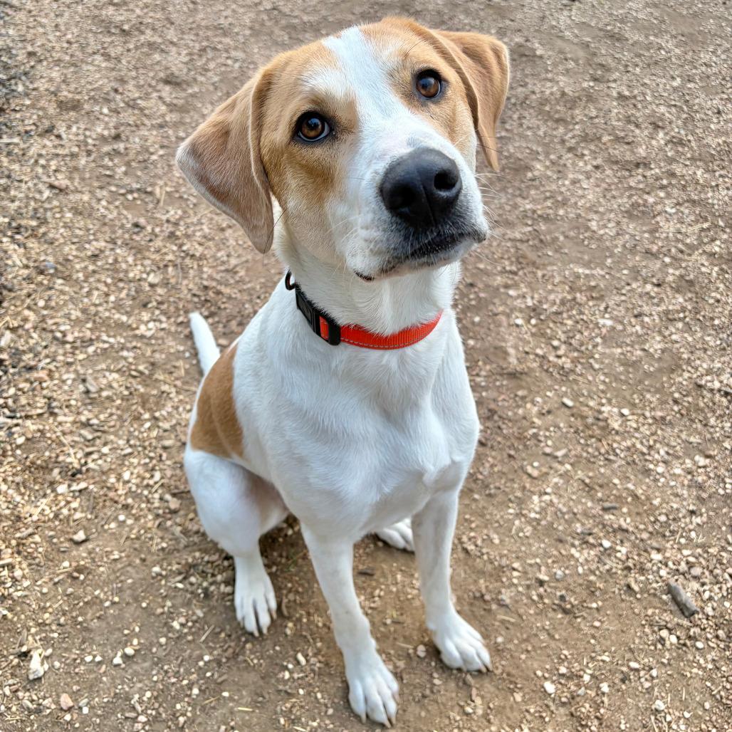 Bud, Adoptable, Adult Male Hound & Mixed Breed.