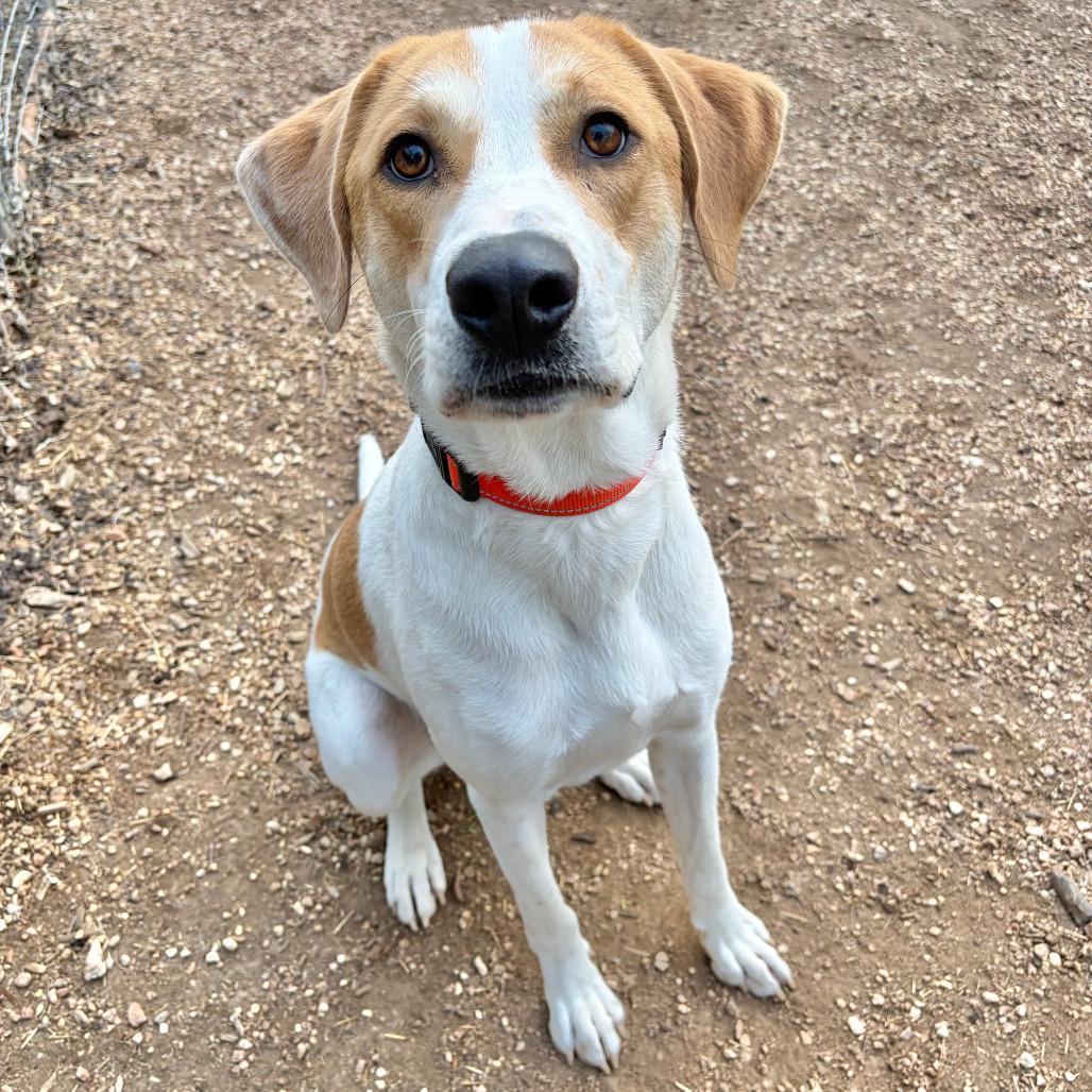 Enlarge Bud, a Adoptable mixed breed in Kerrville, TX image 2/3