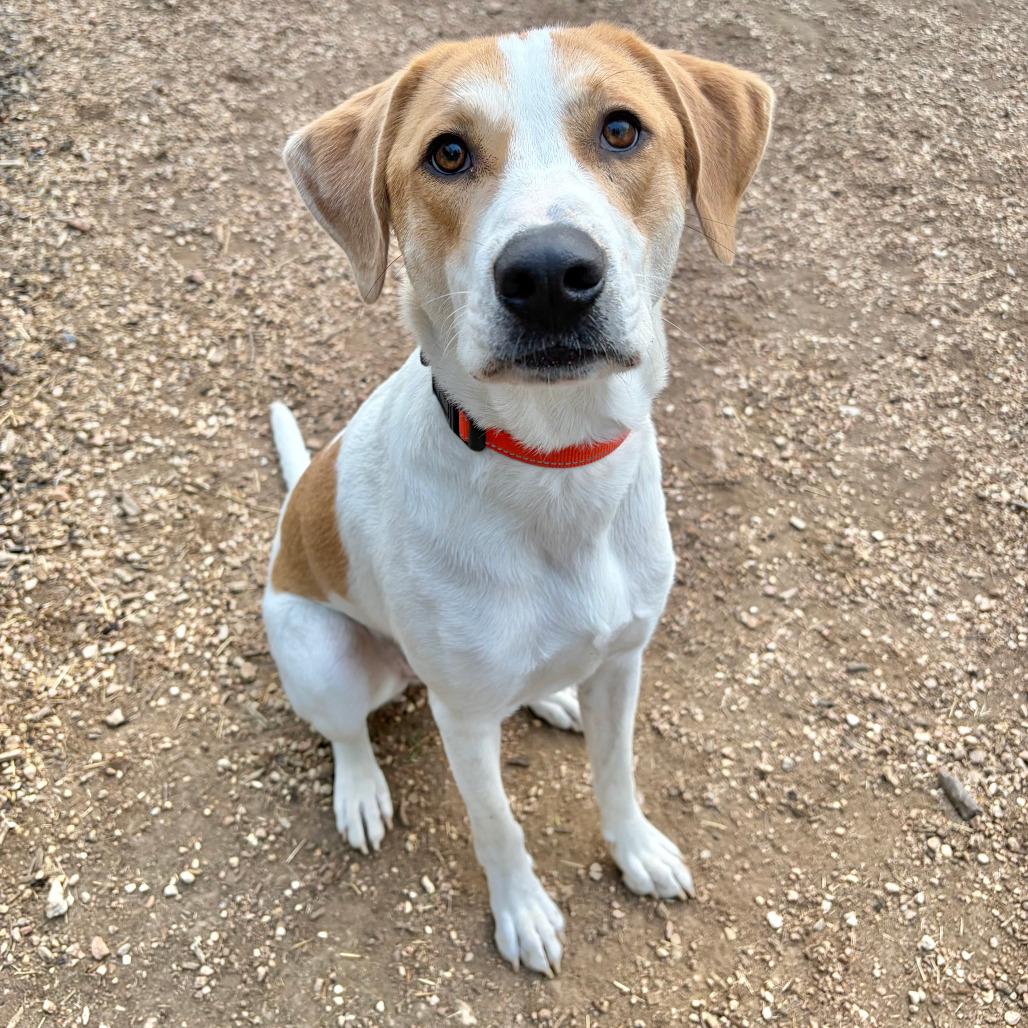 Enlarge Bud, a Adoptable mixed breed in Kerrville, TX image 3/3