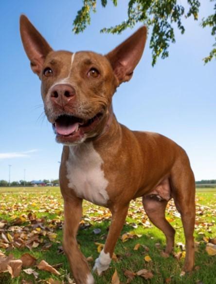 COOKIE, Adoptable, Adult Female Pit Bull Terrier & Basenji.