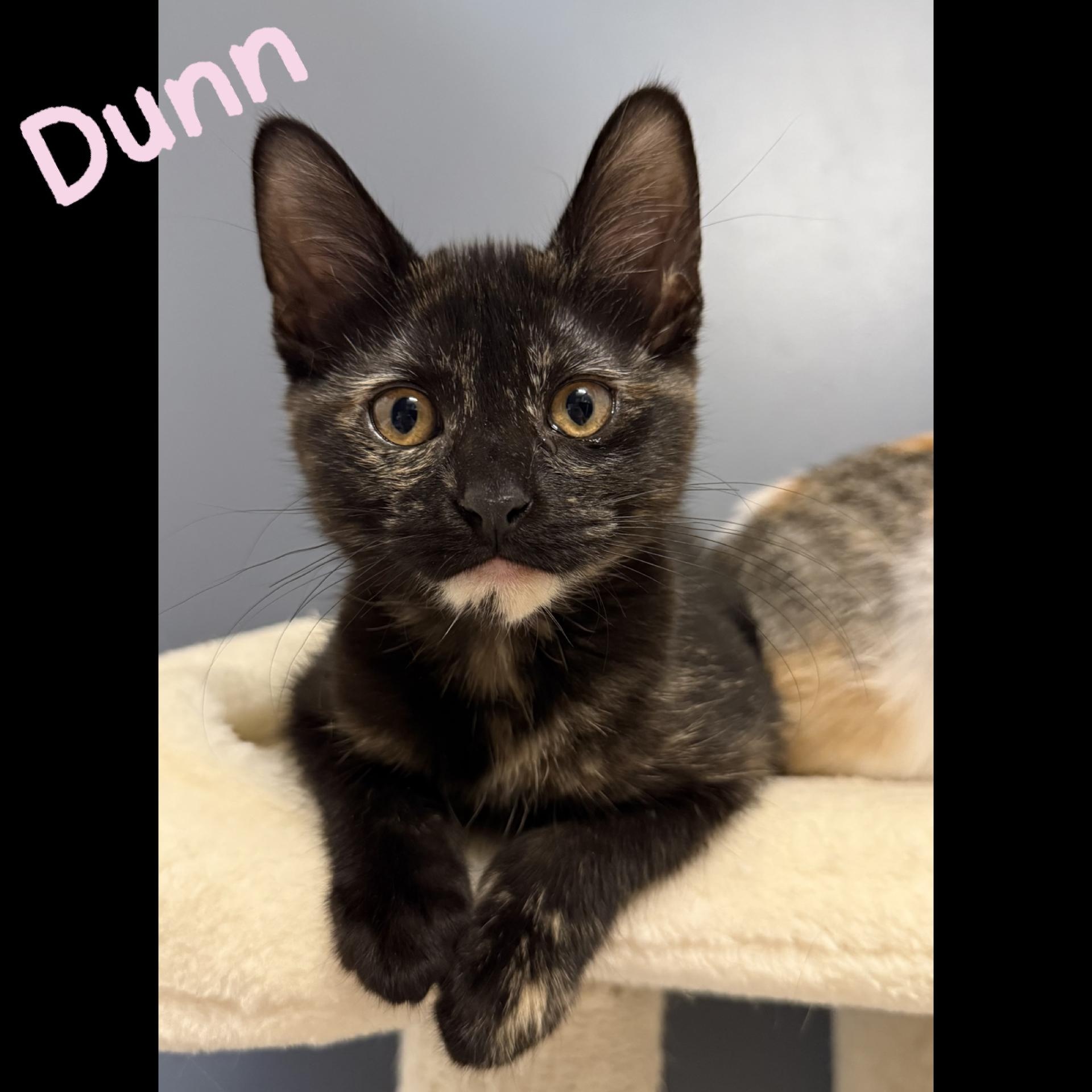 Enlarge Dunn, a Adoptable Domestic Short Hair in Chicago, IL image 2/4