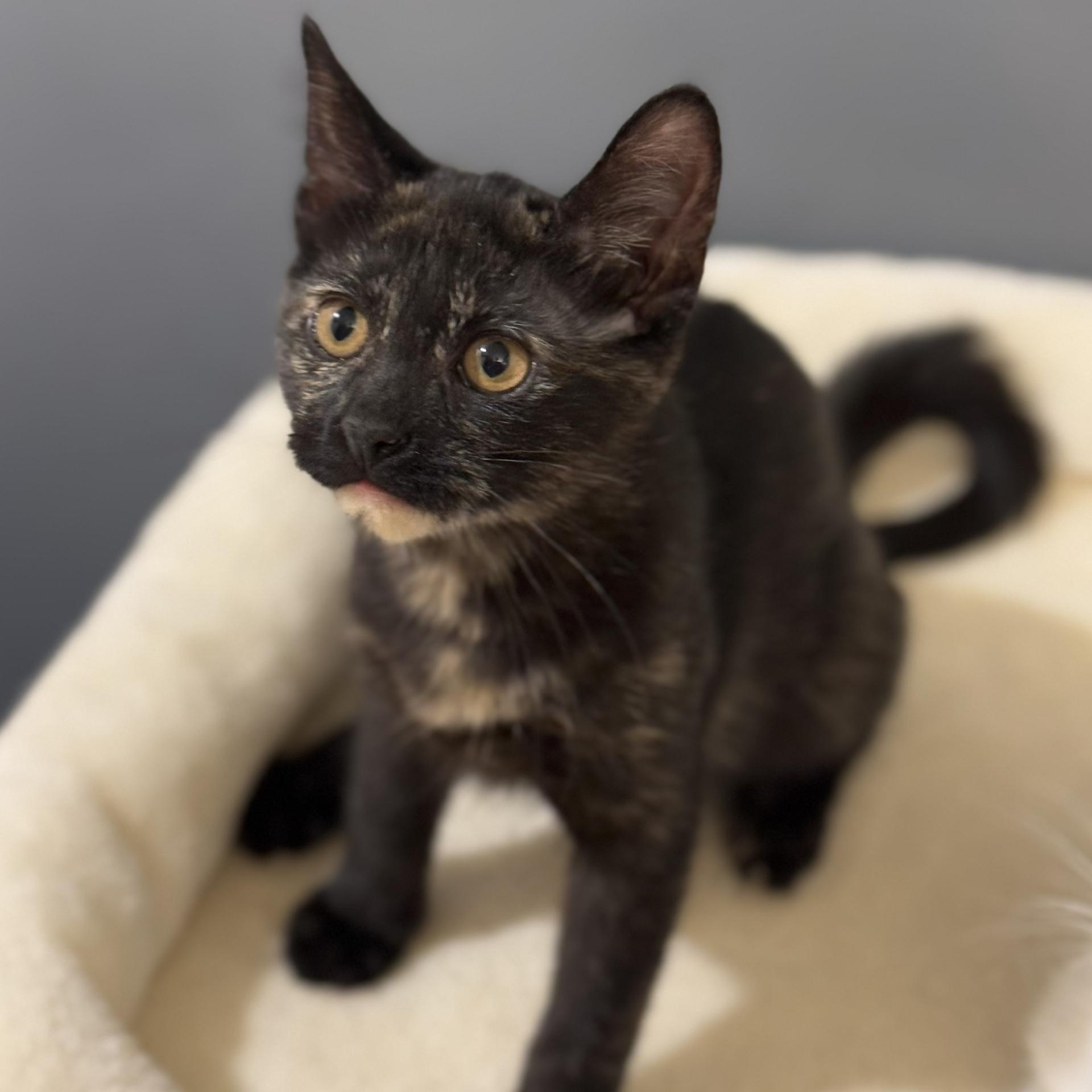 Enlarge Dunn, a Adoptable Domestic Short Hair in Chicago, IL image 3/4