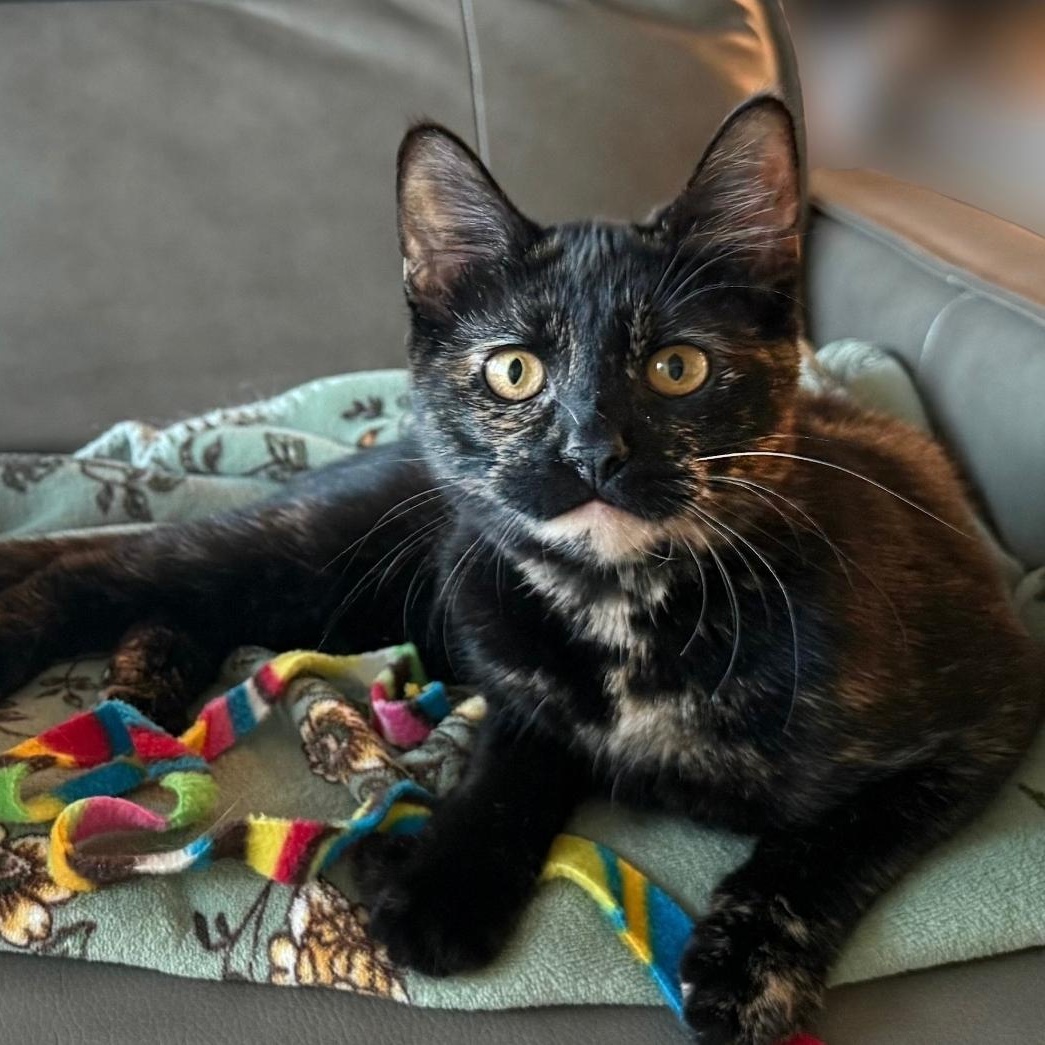 Enlarge Dunn, a Adoptable Domestic Short Hair in Chicago, IL image 1/4