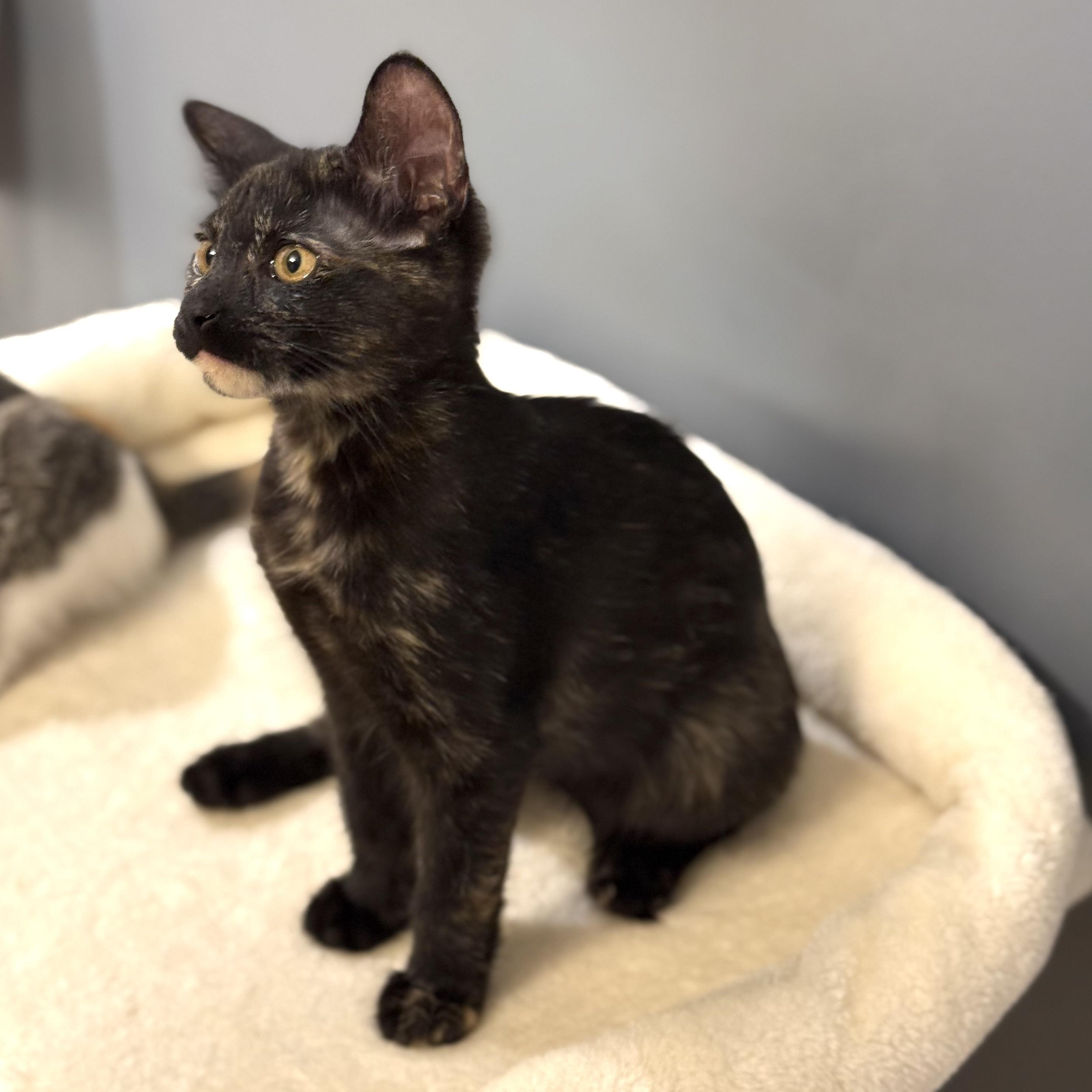 Enlarge Dunn, a Adoptable Domestic Short Hair in Chicago, IL image 4/4