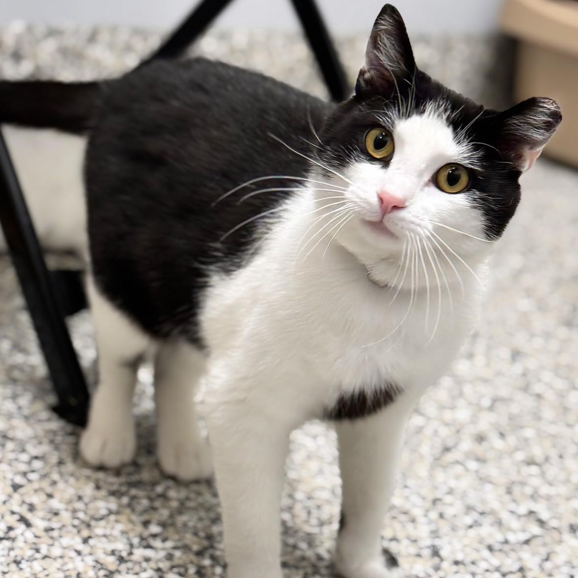 Enlarge Smudge, a ADOPTABLE Domestic Short Hair in Syosset, NY image 1/1