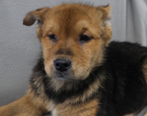 Nookit, Adoptable, Puppy Female Shepherd & Labrador Retriever.