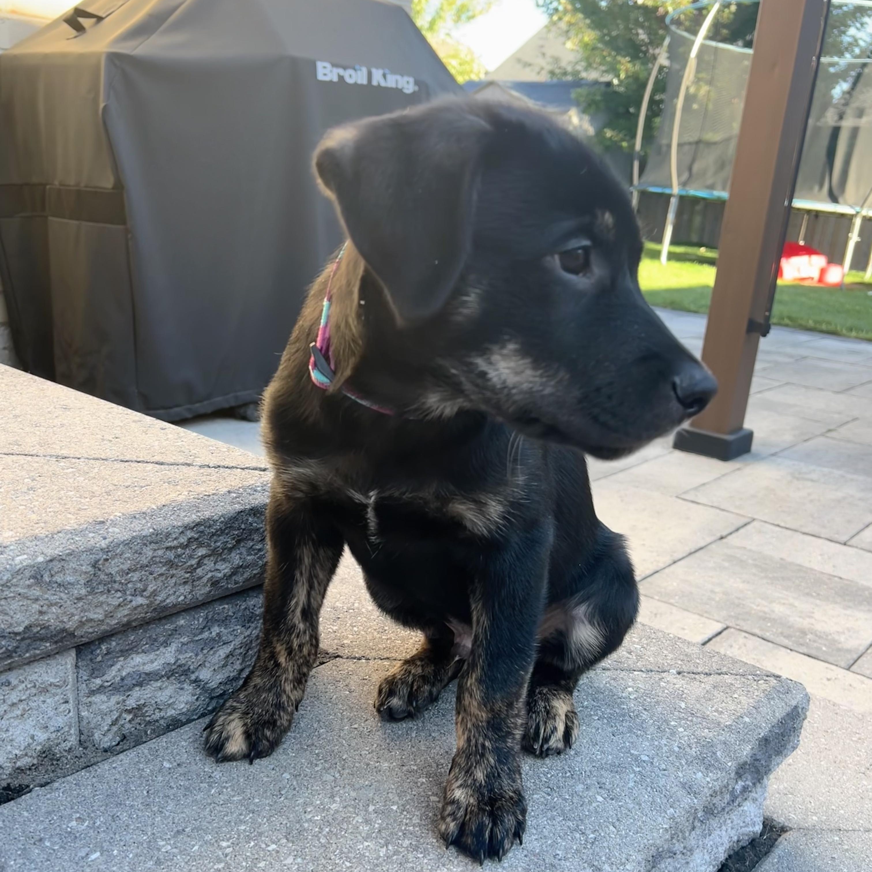 Enlarge Kane, a Adopted mixed breed in Barrie, ON image 5/5