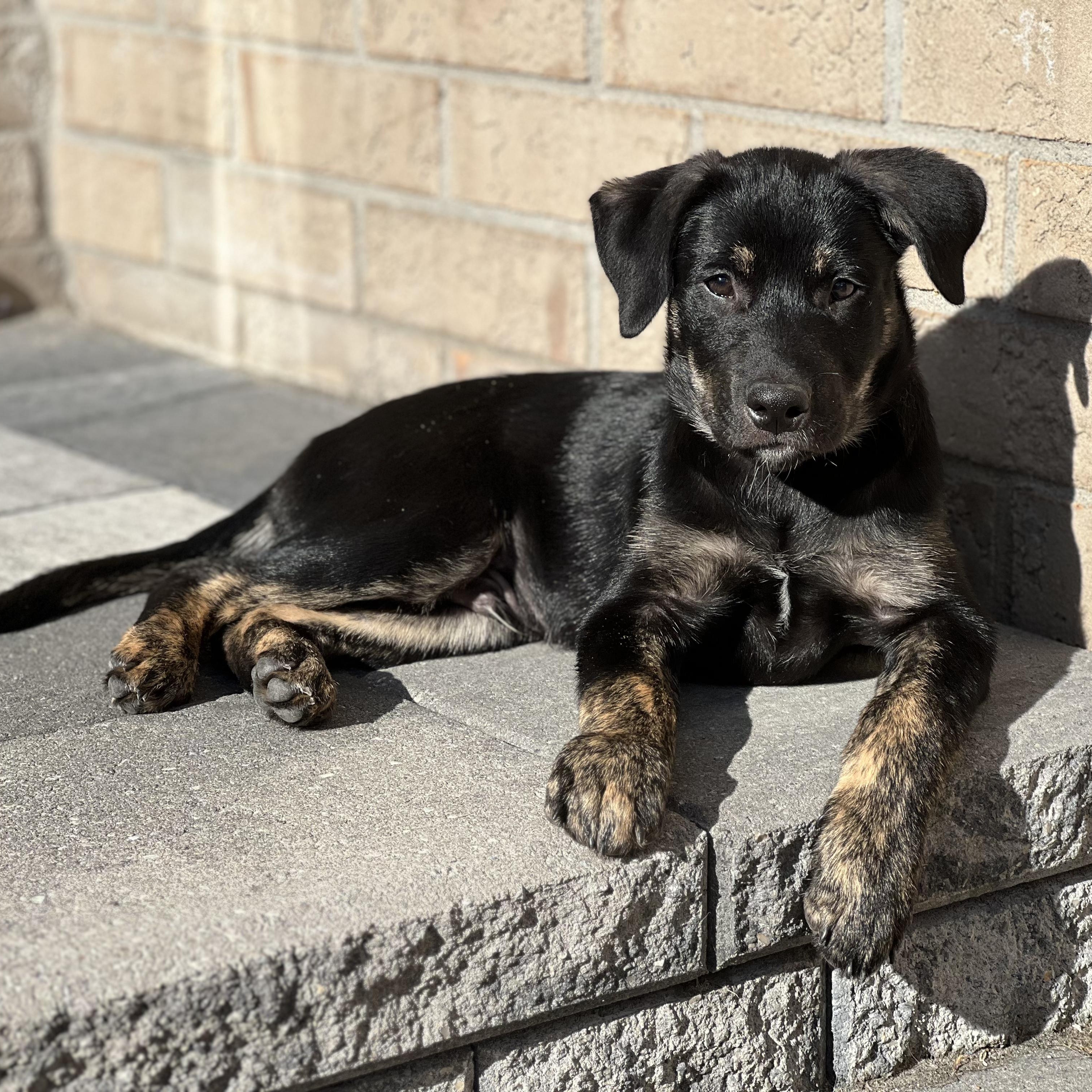 Enlarge Kane, a Adopted mixed breed in Barrie, ON image 1/5