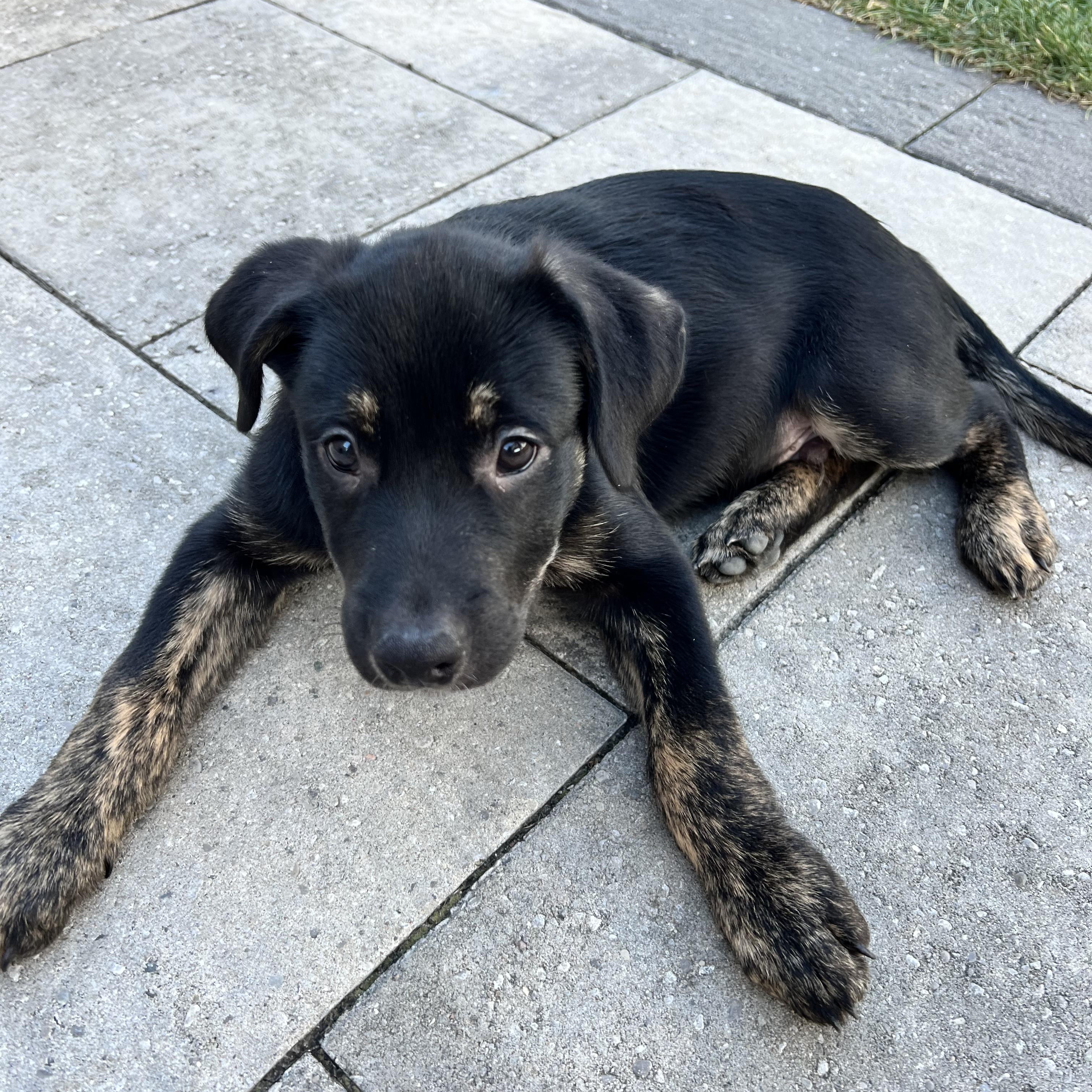 Enlarge Kane, a Adopted mixed breed in Barrie, ON image 4/5