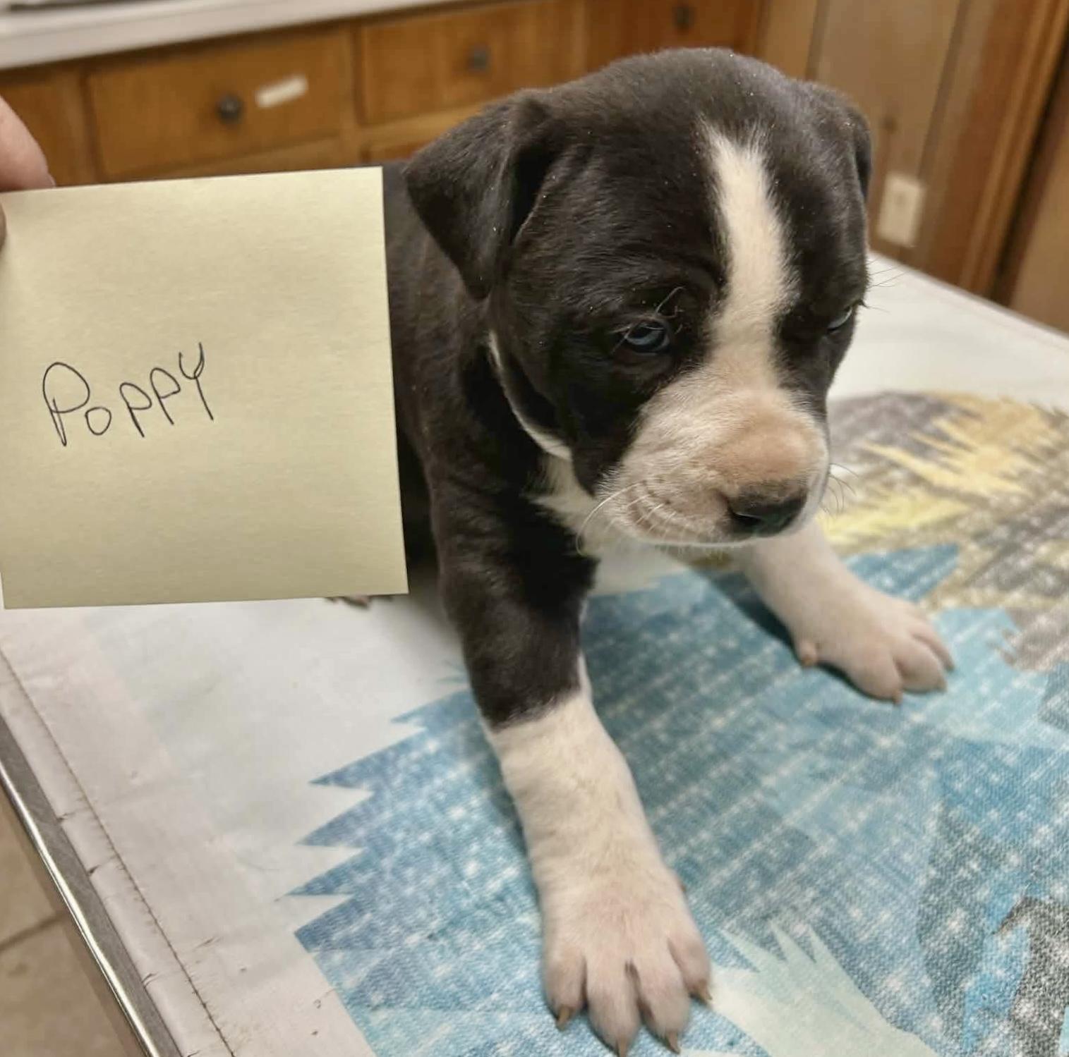 Dash, an adopted mixed breed in Glenolden, PA image 6/6