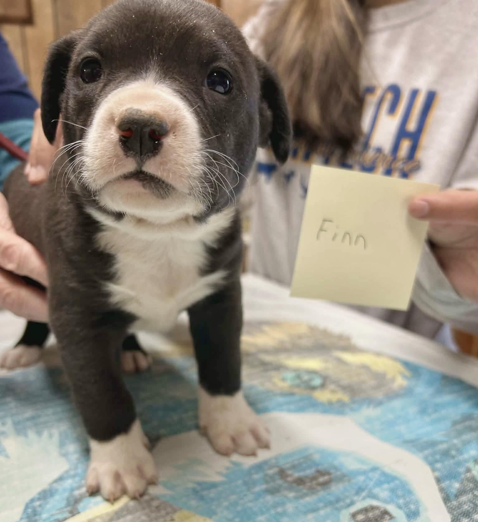 Dash, an adopted mixed breed in Glenolden, PA image 4/6