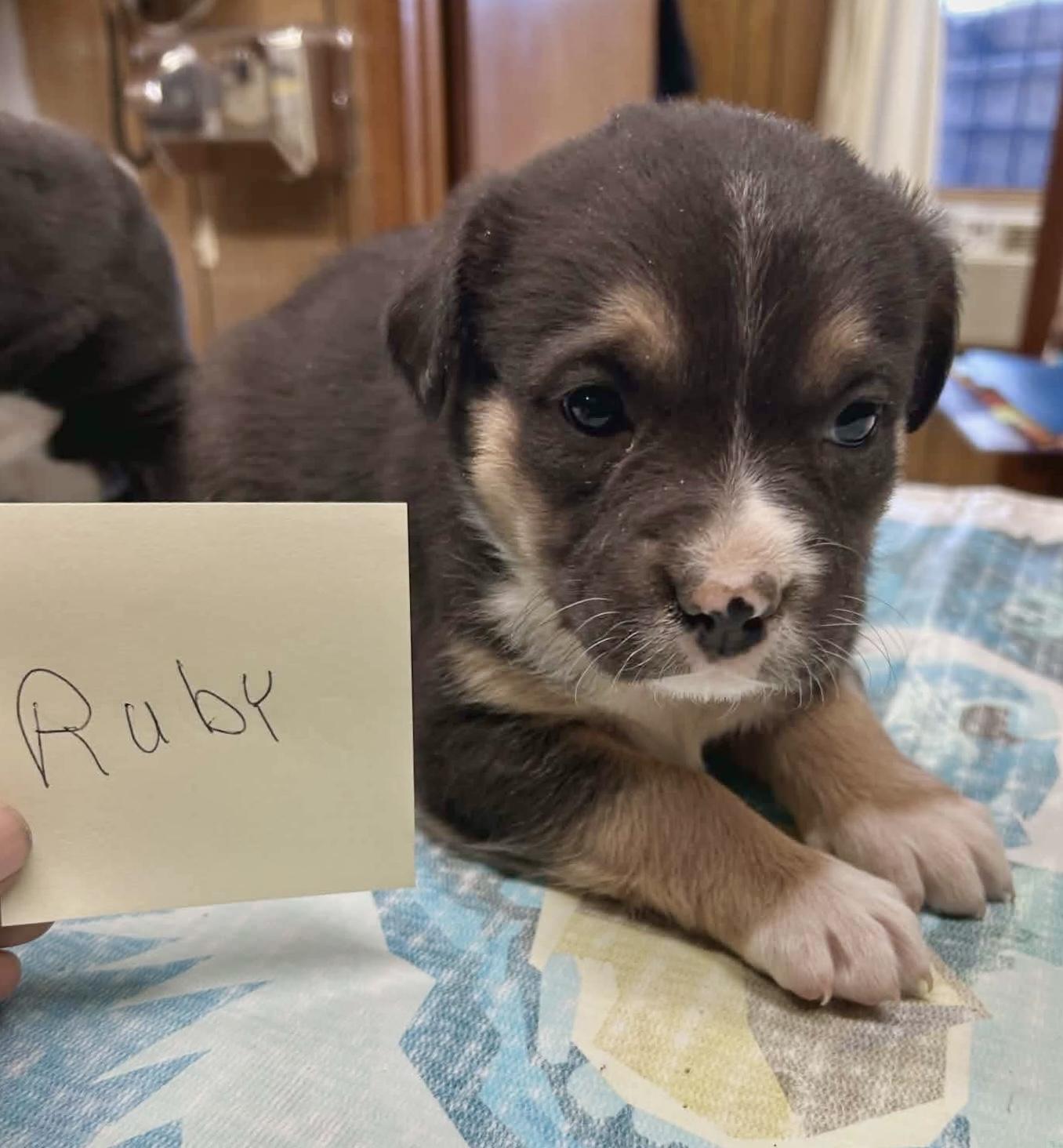 Dash, an adopted mixed breed in Glenolden, PA image 5/6
