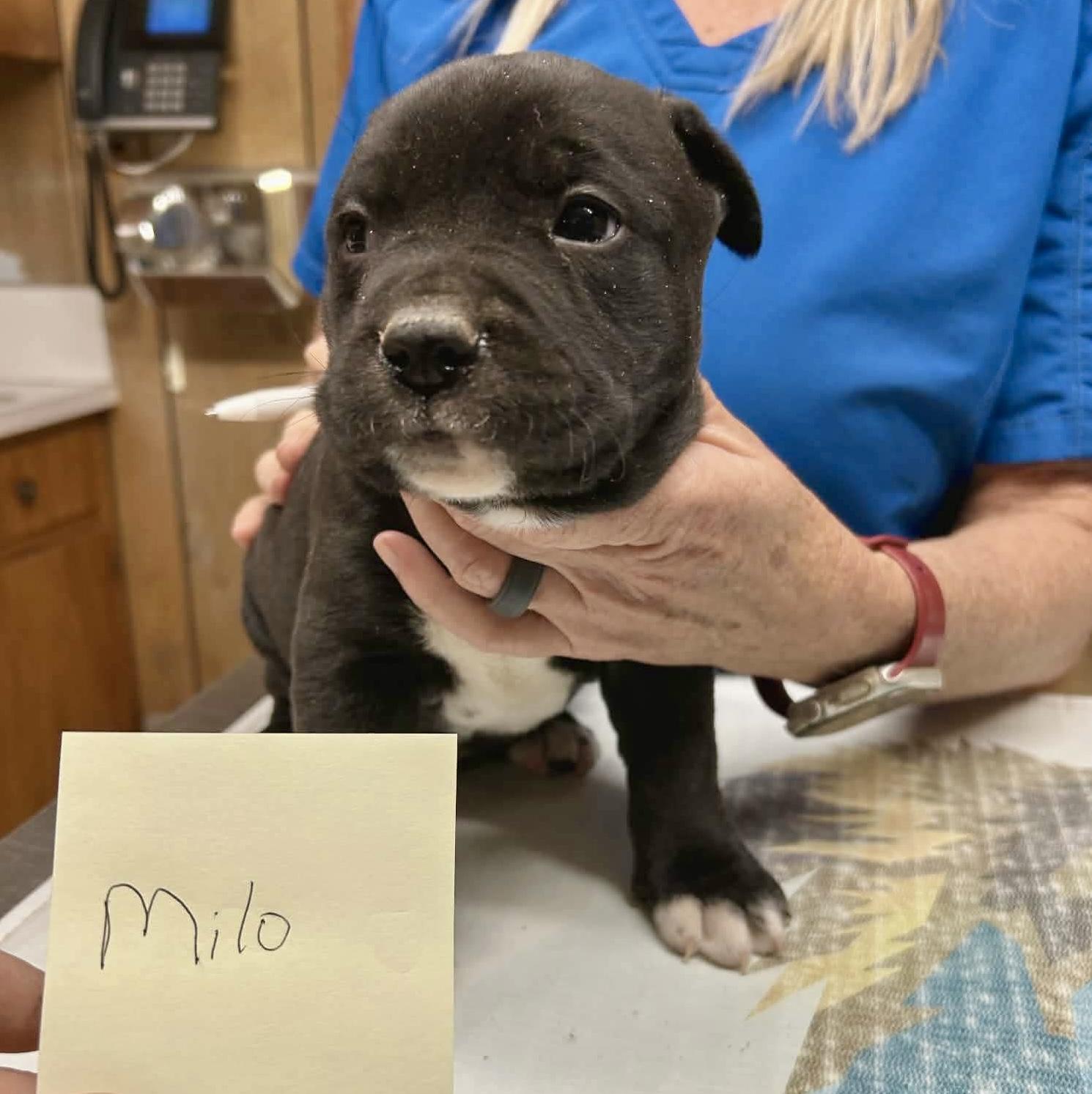 Dash, an adopted mixed breed in Glenolden, PA image 2/6
