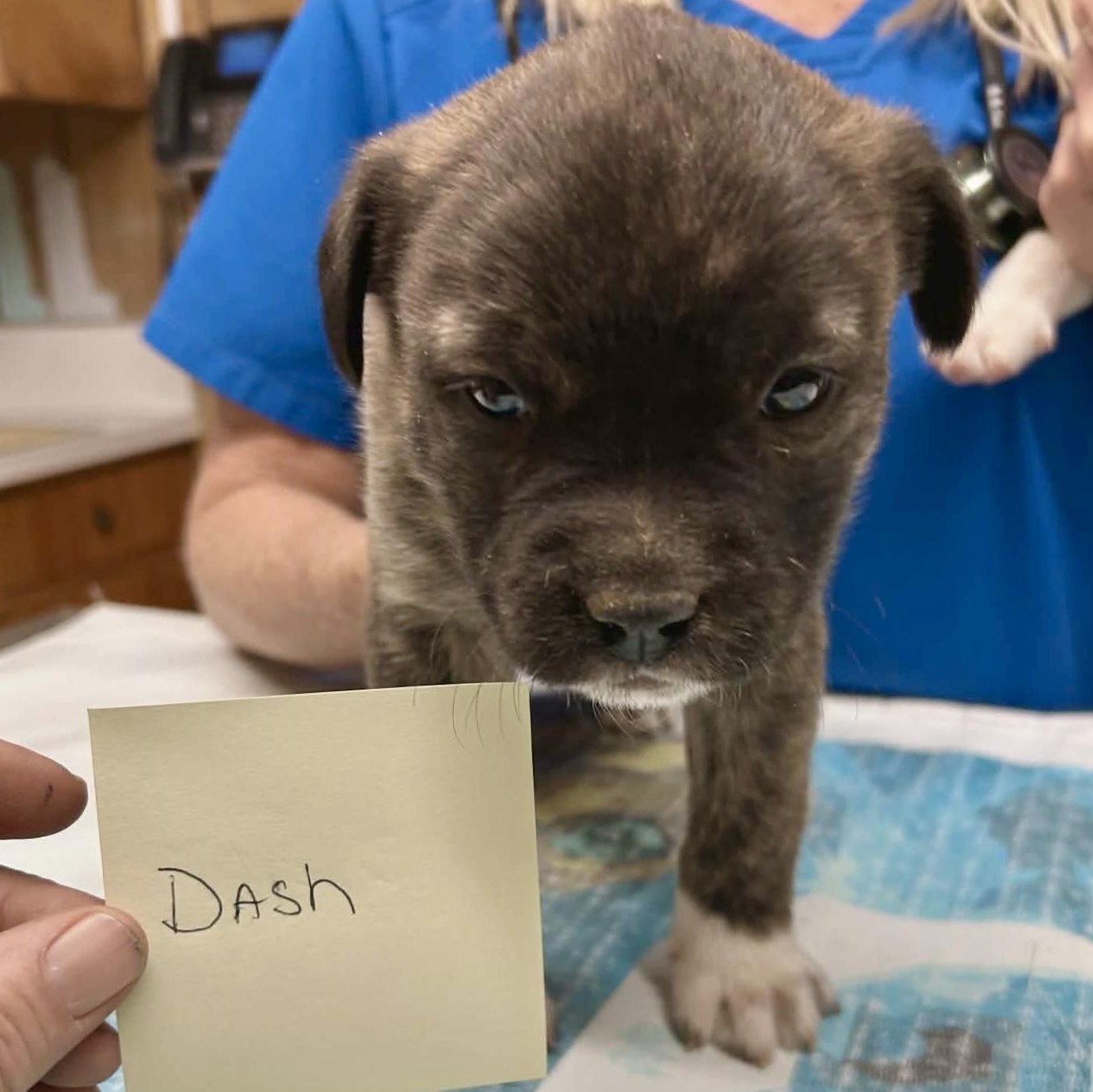 Dash, ADOPTABLE, Puppy Male Pit Bull Terrier & Boxer.