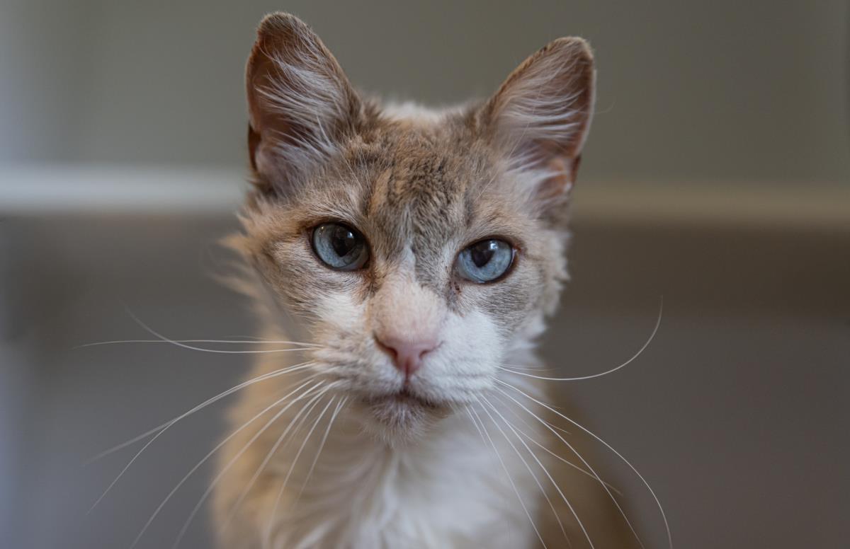 Mookie, Adoptable, Senior Male Domestic Long Hair.