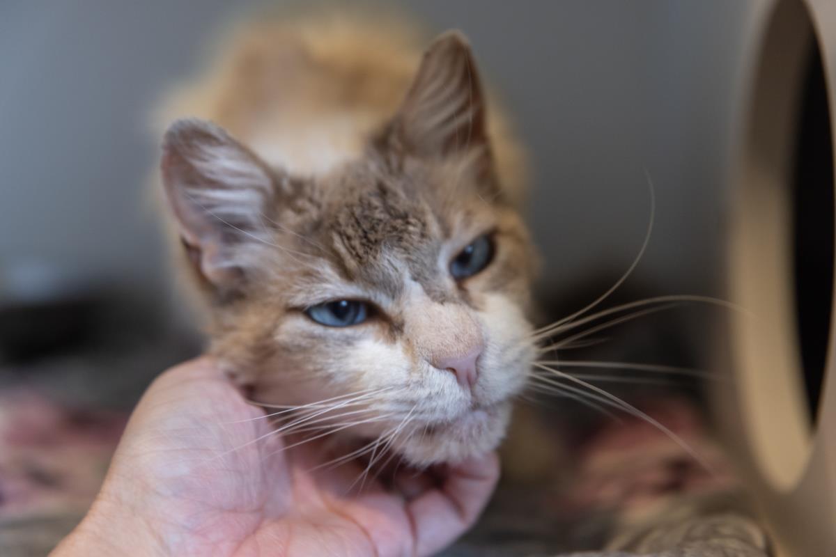 Enlarge Mookie, a Adoptable mixed breed in Lincoln, CA image 2/3
