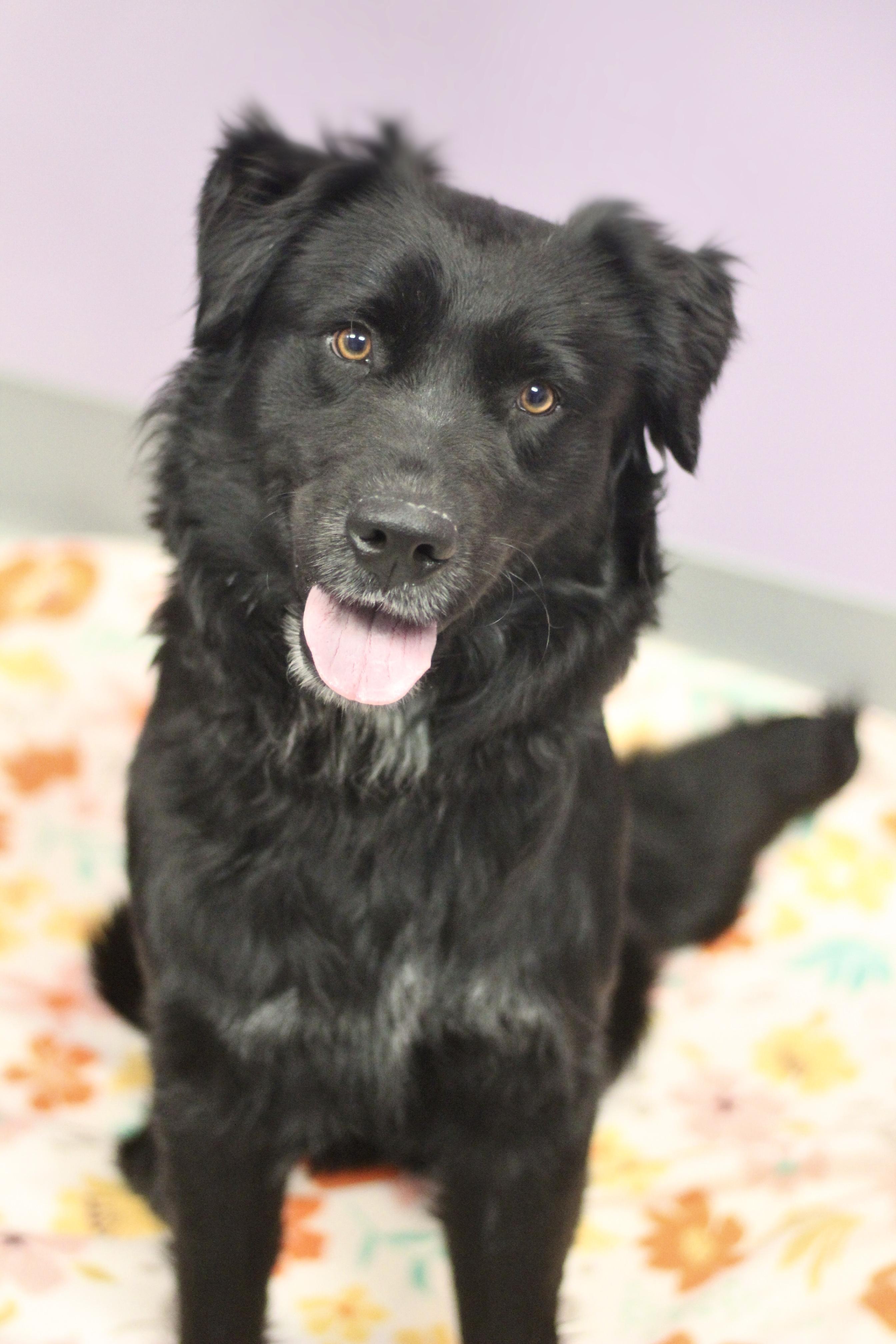 Mickey in NH! Come Meet our Adoptable Dogs Wednesday-Saturday. More info in Bio!, ADOPTABLE, Adult Male Black Labrador Retriever.