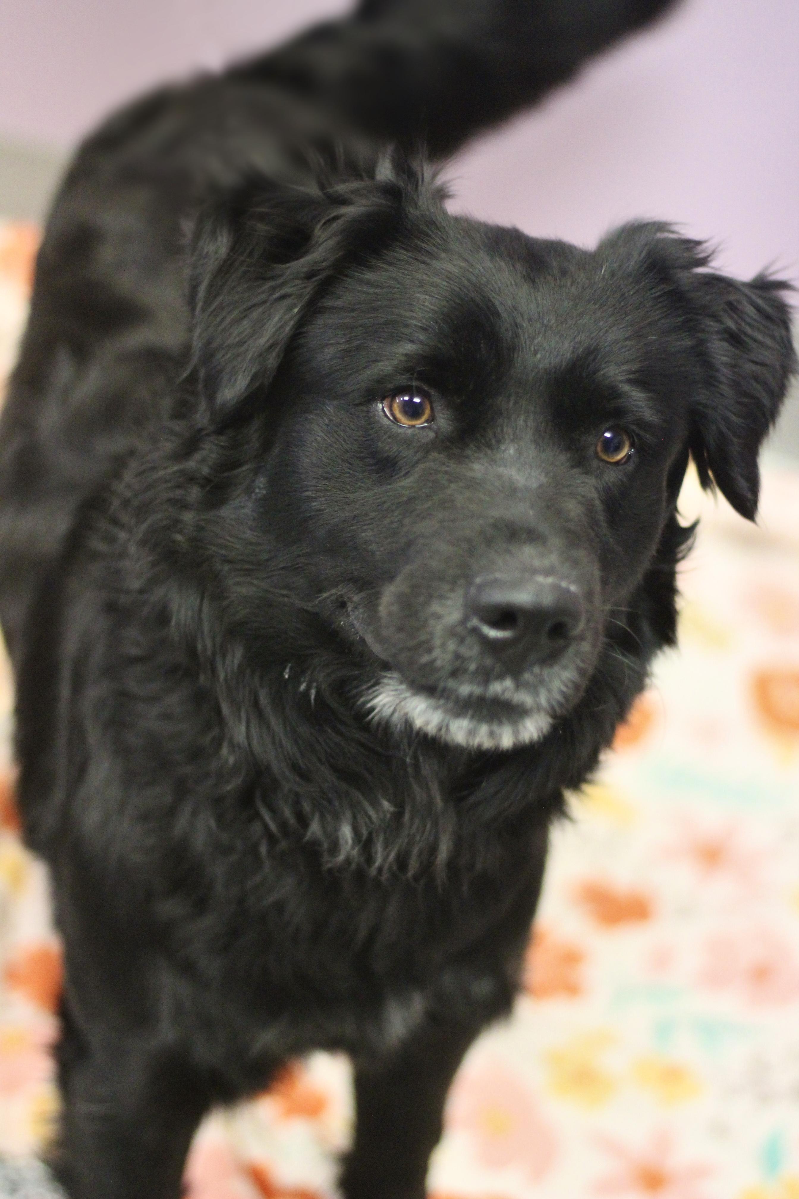 Enlarge Mickey in NH! Come Meet our Adoptable Dogs Wednesday-Saturday. More info in Bio!, a ADOPTABLE mixed breed in Manchester, NH image 2/2