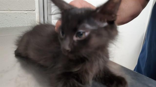SHALLOTS, Adoptable, Kitten Male Domestic Medium Hair.