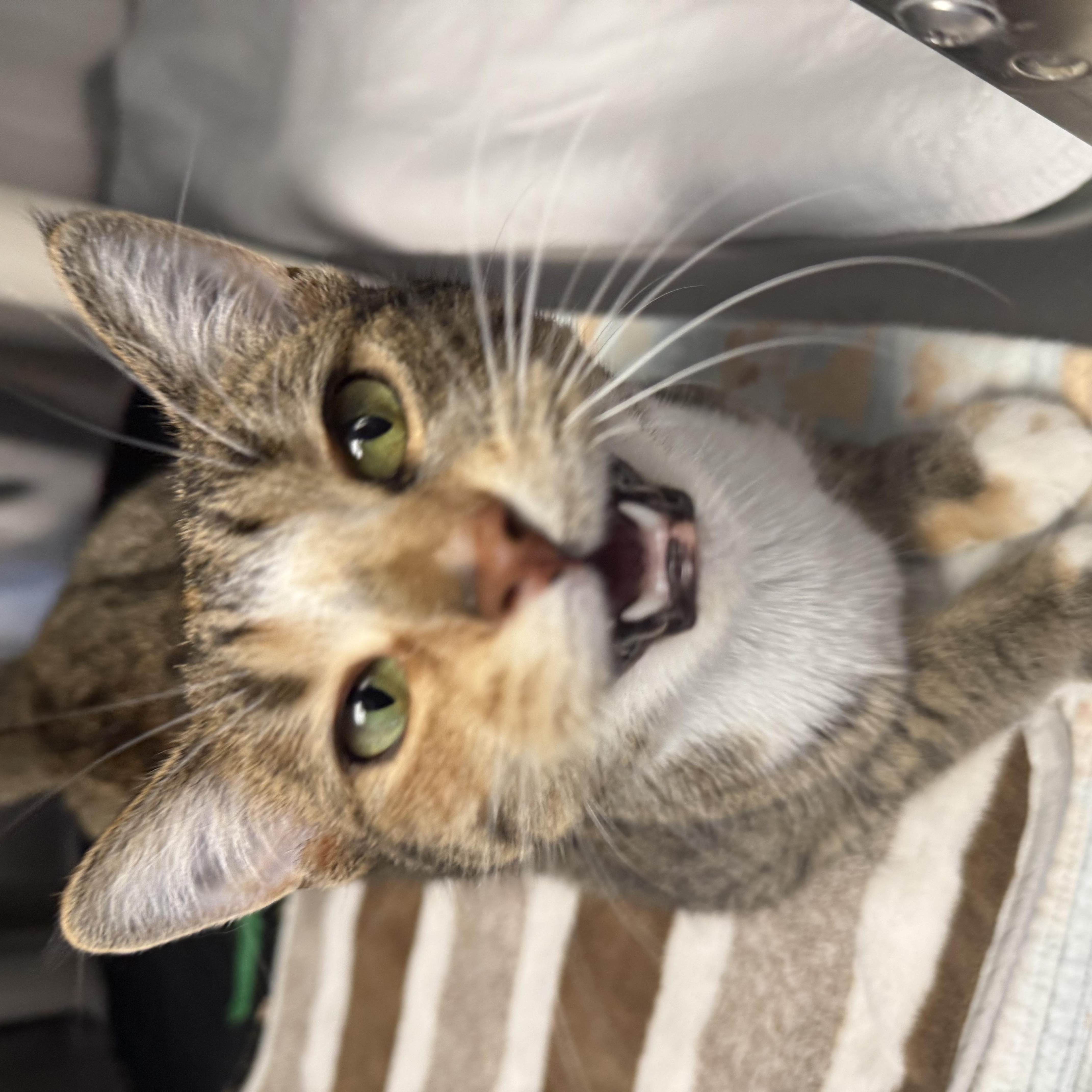 AMBER, an adopted Domestic Short Hair in La Crescent, MN image 3/4