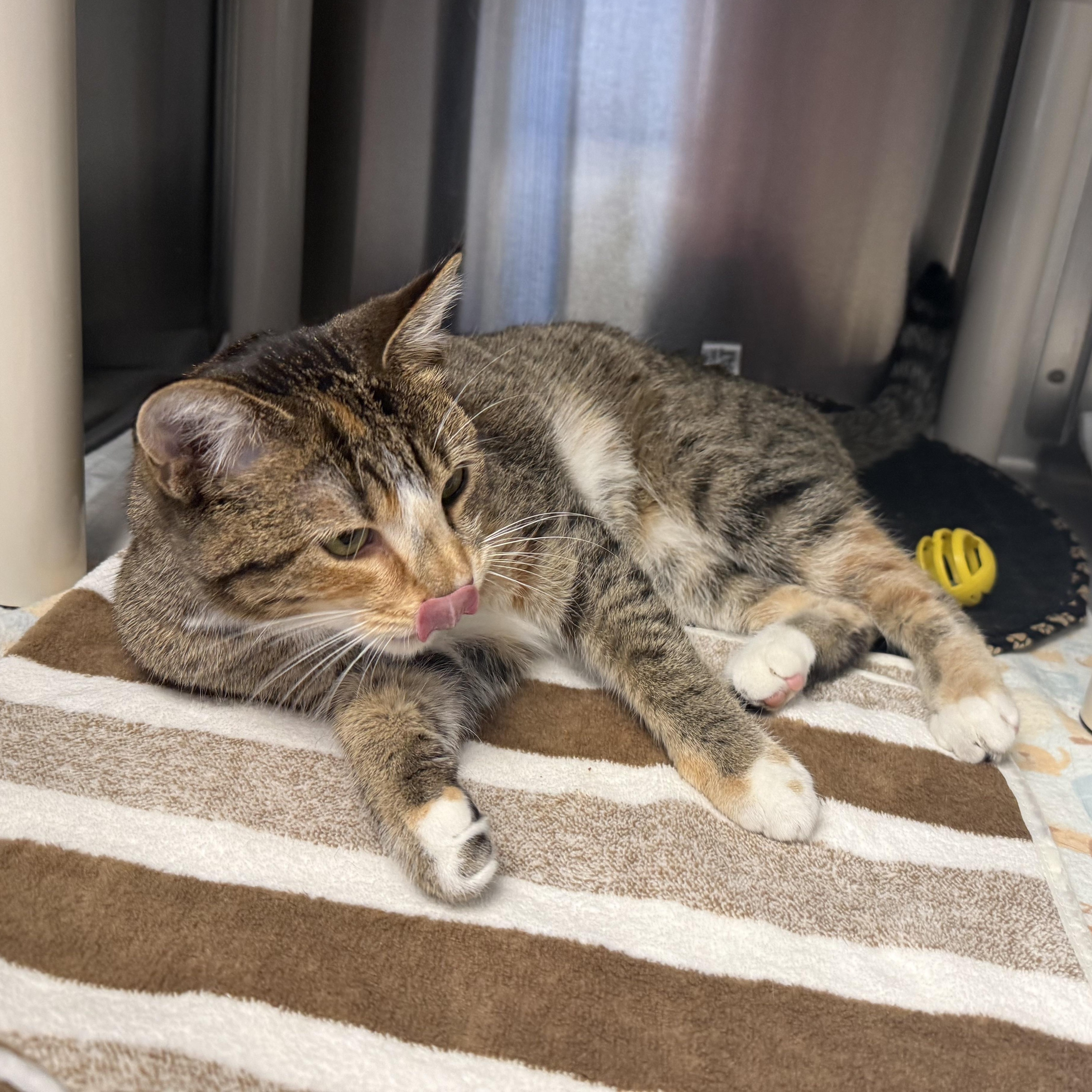 AMBER, an adopted Domestic Short Hair in La Crescent, MN image 2/4