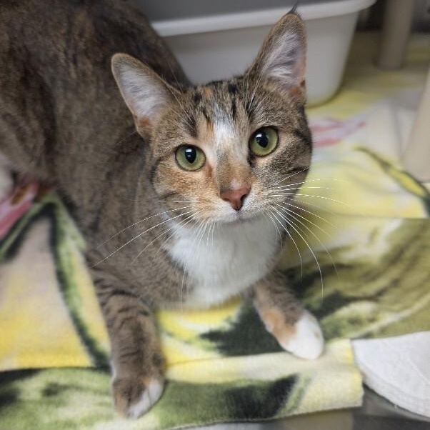 AMBER, adopted, Young Female Domestic Short Hair.