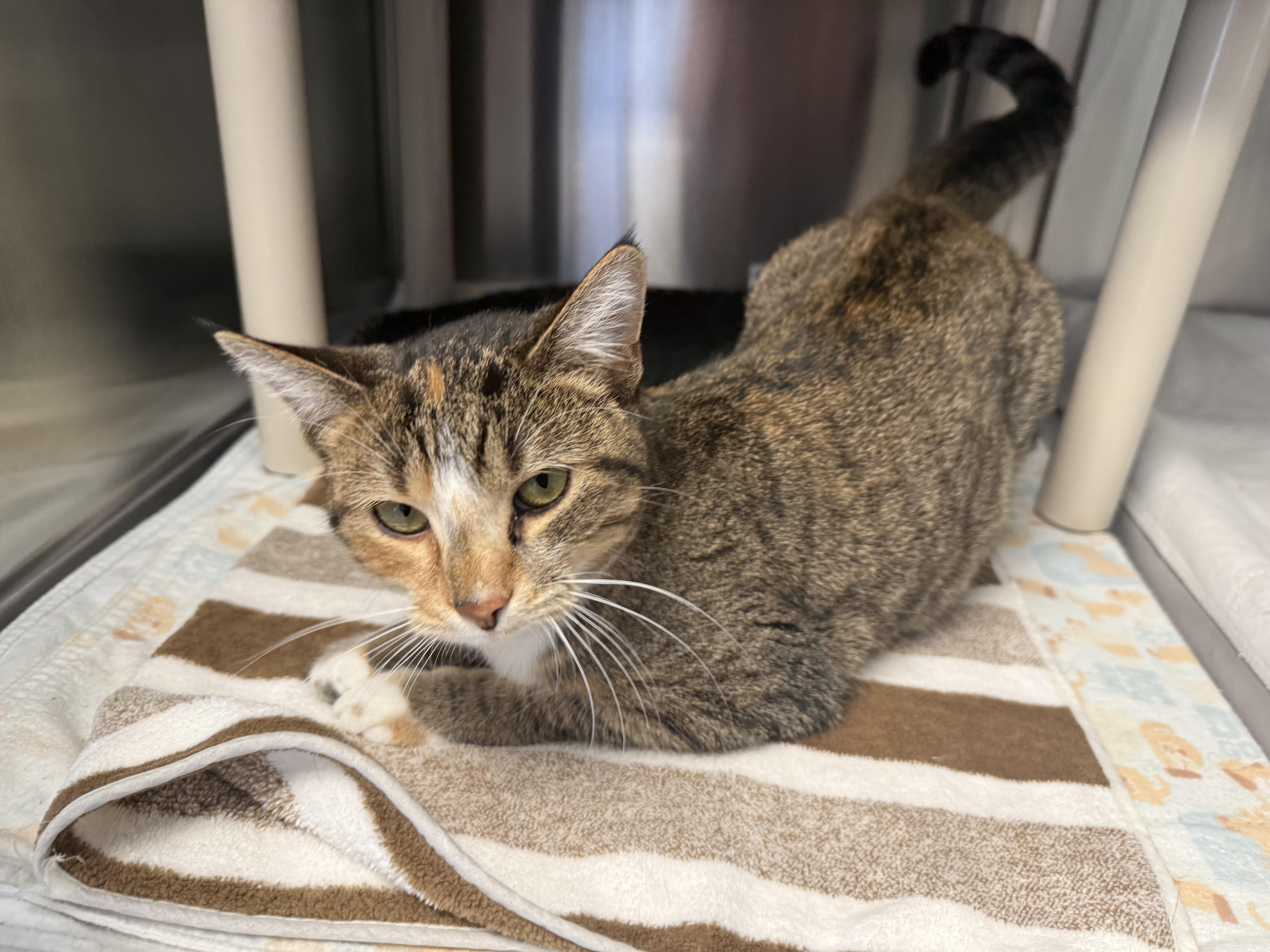 AMBER, an adopted Domestic Short Hair in La Crescent, MN image 4/4