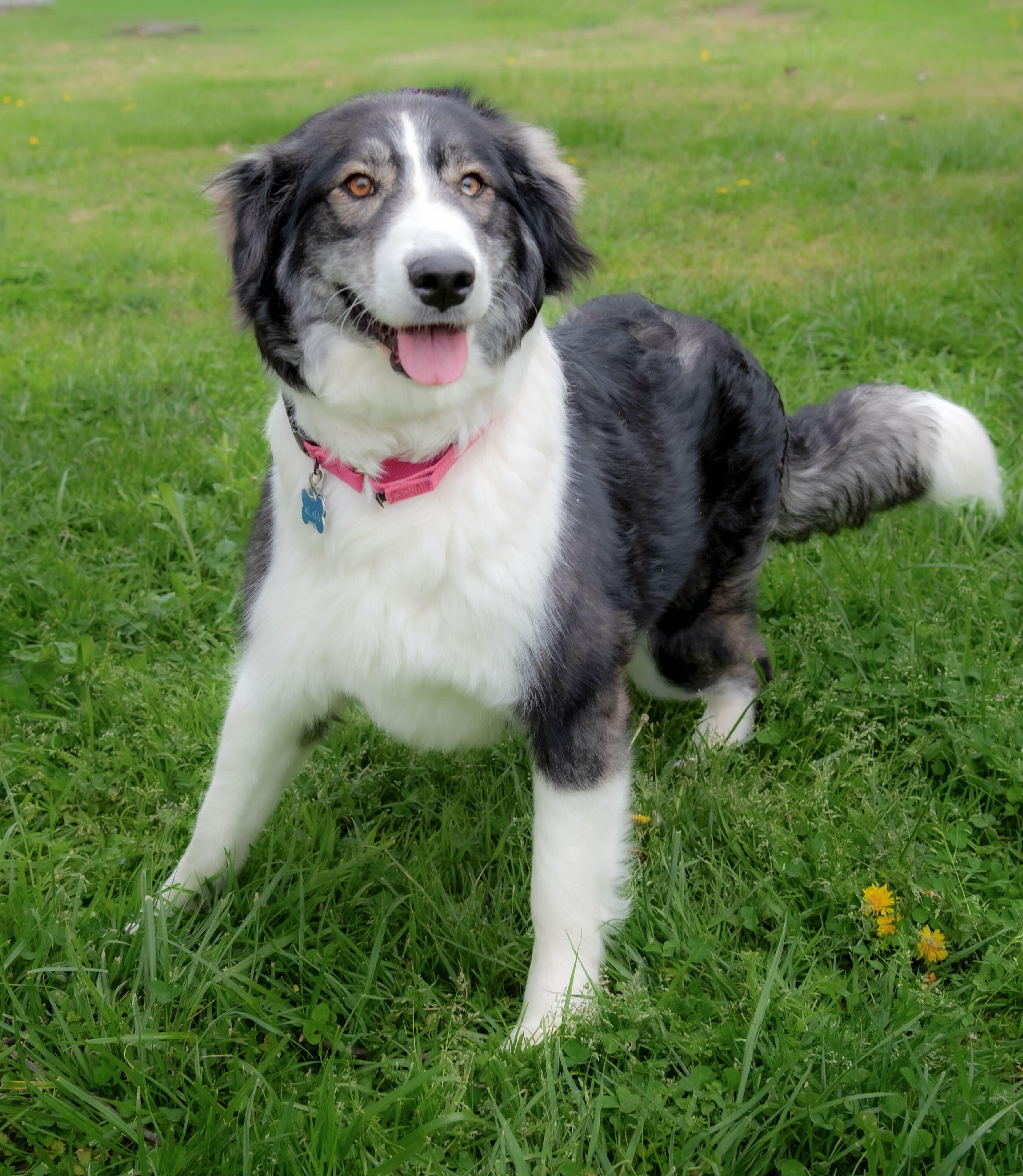 Enlarge Alaia, an adopted mixed breed in Wytheville, VA image 1/3