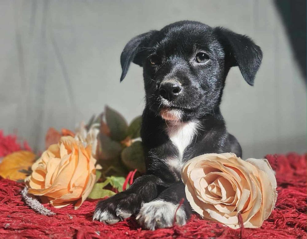 Presley, Adoptable, Puppy Female Chihuahua.