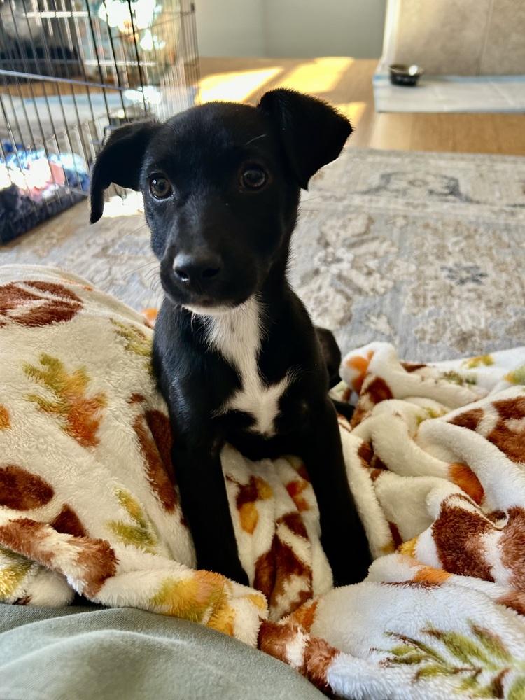 Presley, a Adoptable mixed breed in Escondido, CA image 3/6