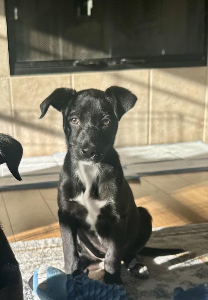 Presley, a Adoptable mixed breed in Escondido, CA image 4/6