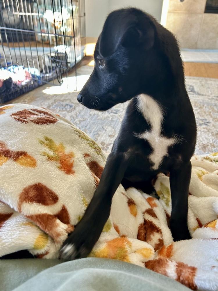 Presley, a Adoptable mixed breed in Escondido, CA image 5/6