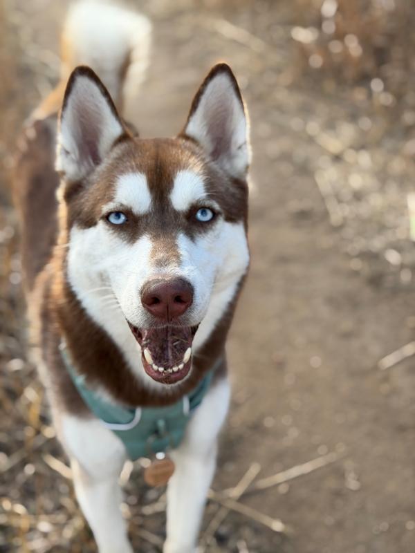 Fressi , Adoptable, Young Female Siberian Husky & Husky.