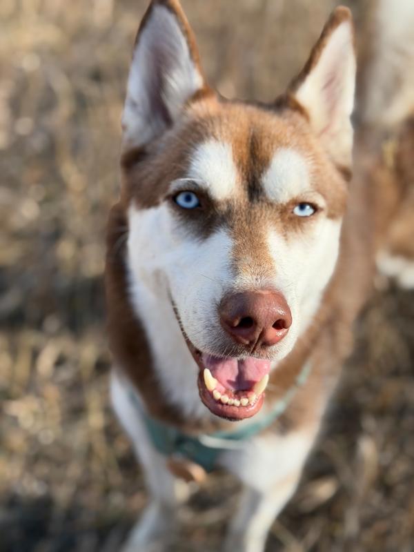 Enlarge Fressi , a Adoptable mixed breed in Crested Butte, CO image 3/6