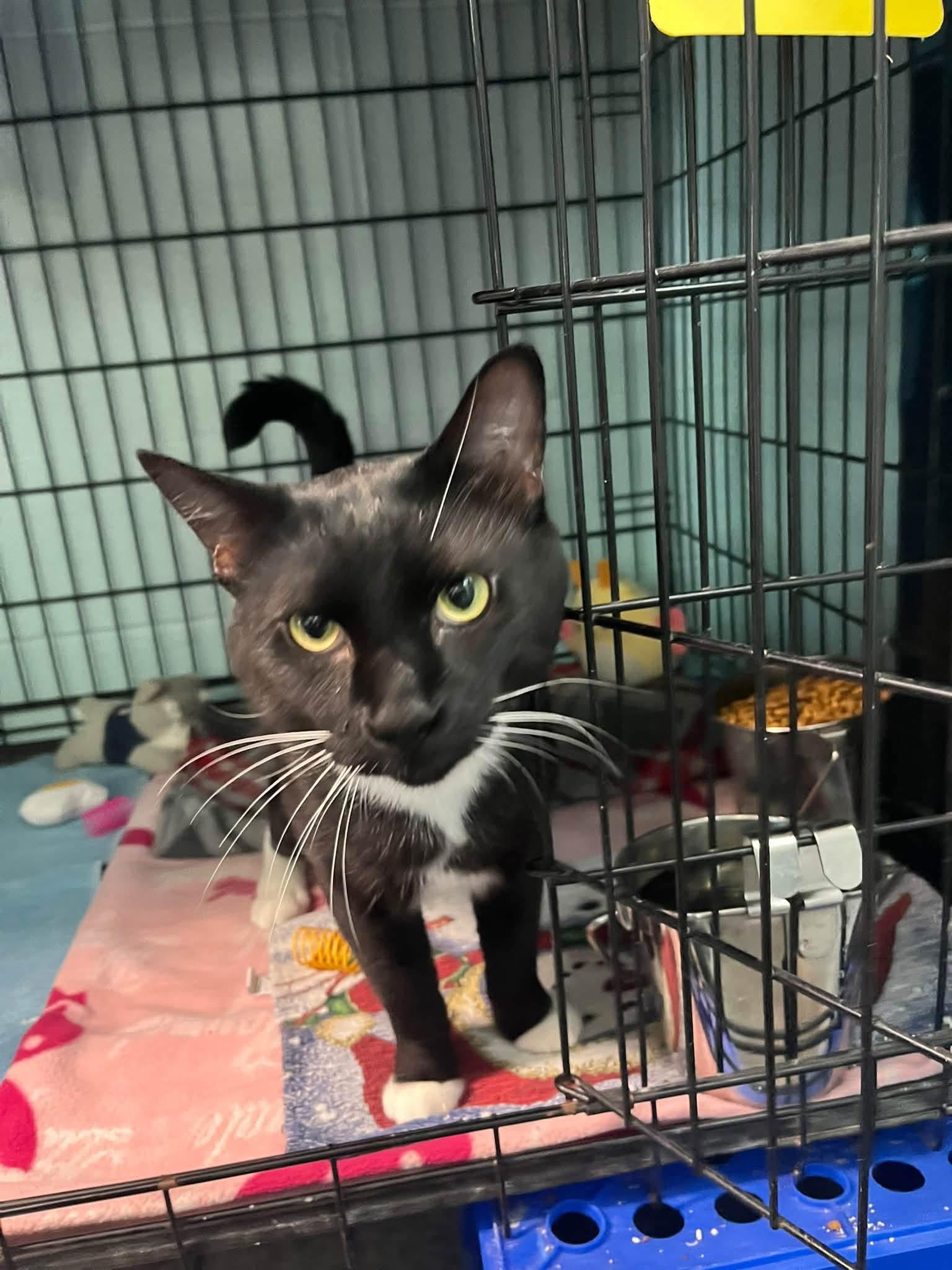 Enlarge King, a Adopted Domestic Short Hair in Warren, OH image 2/2