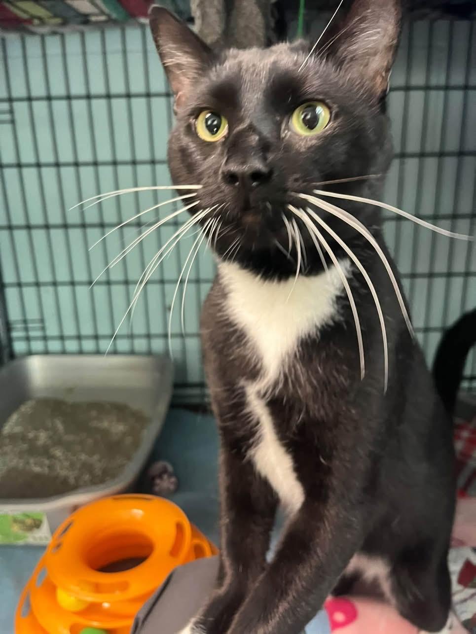Enlarge King, a Adopted Domestic Short Hair in Warren, OH image 1/2