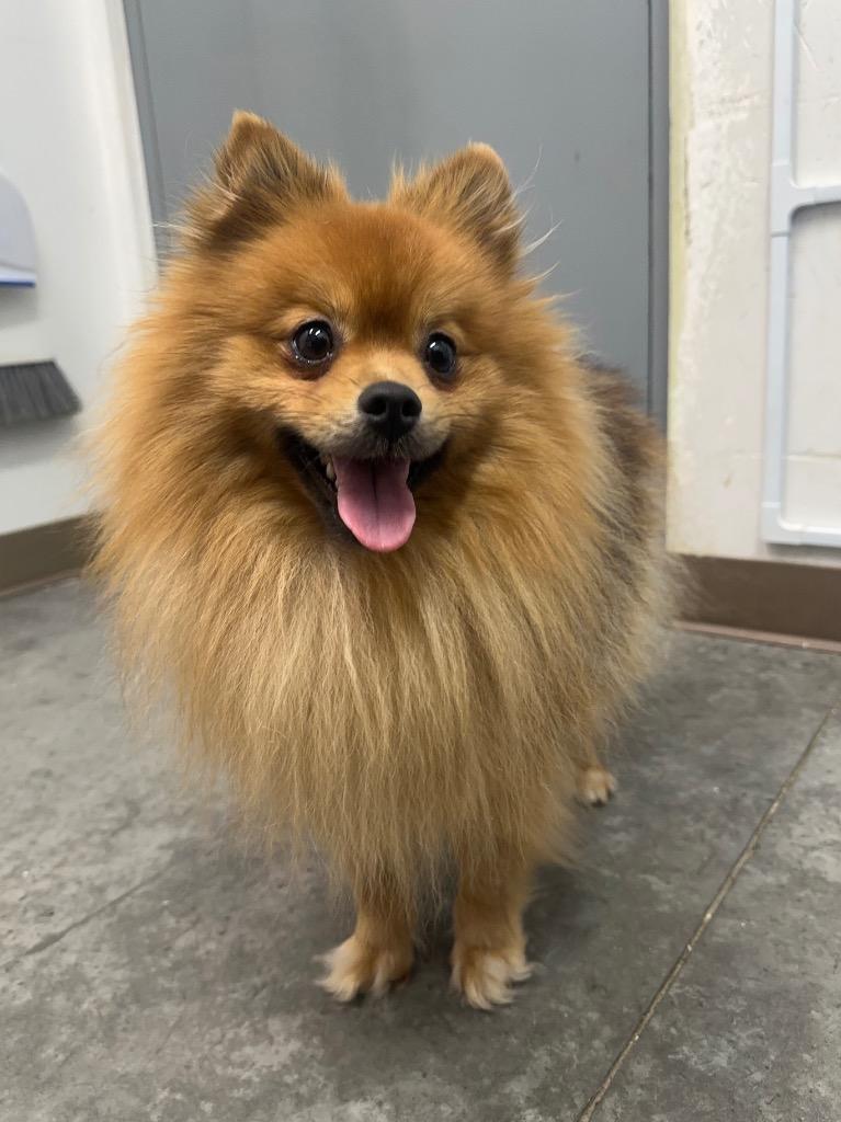 Enlarge Copper, a Adoptable Pomeranian in Yellowknife, NT image 1/4