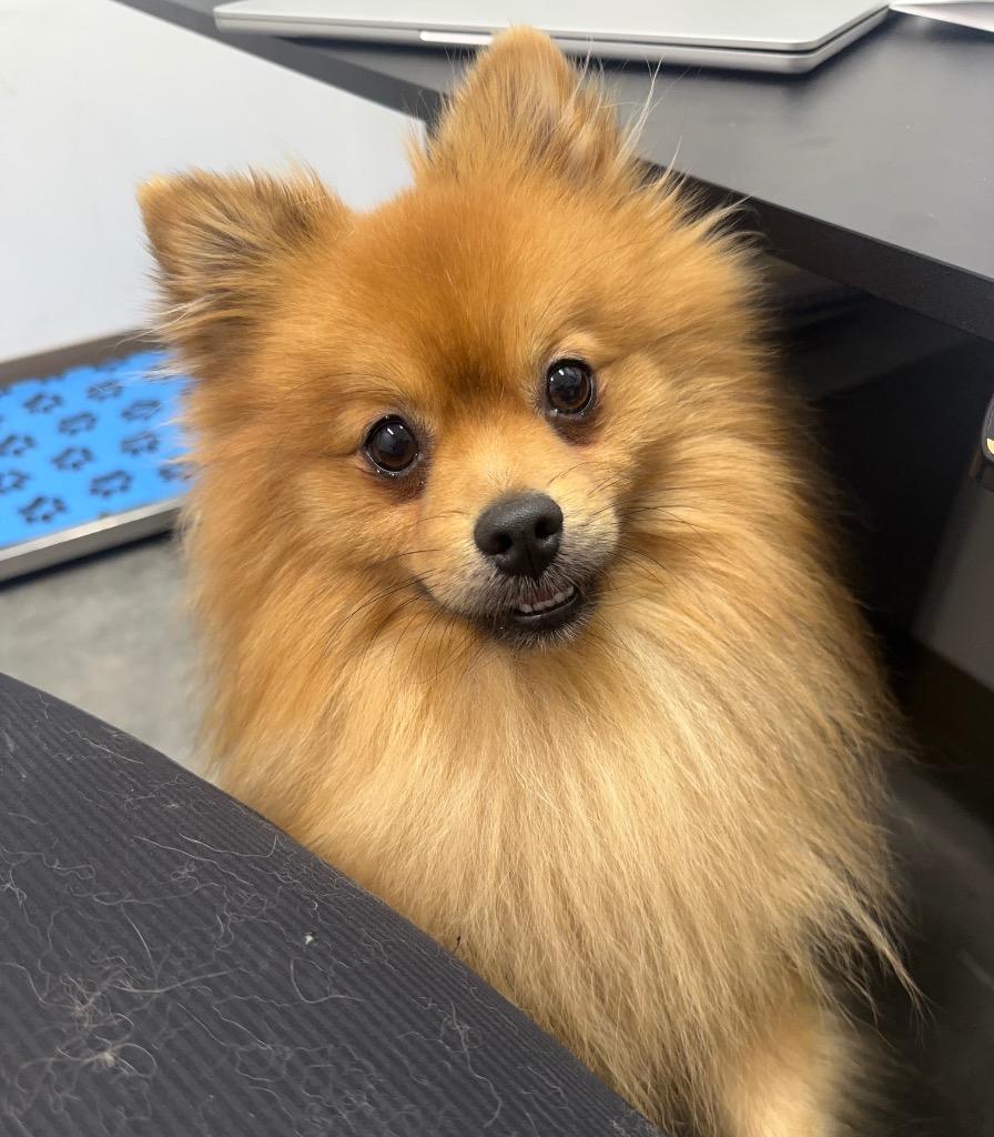 Enlarge Copper, a Adoptable Pomeranian in Yellowknife, NT image 2/4