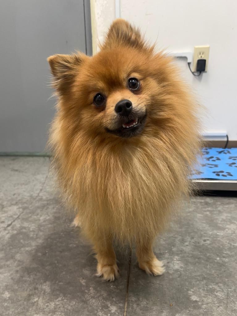 Enlarge Copper, a Adoptable Pomeranian in Yellowknife, NT image 3/4