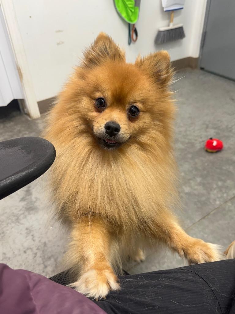 Enlarge Copper, a Adoptable Pomeranian in Yellowknife, NT image 4/4