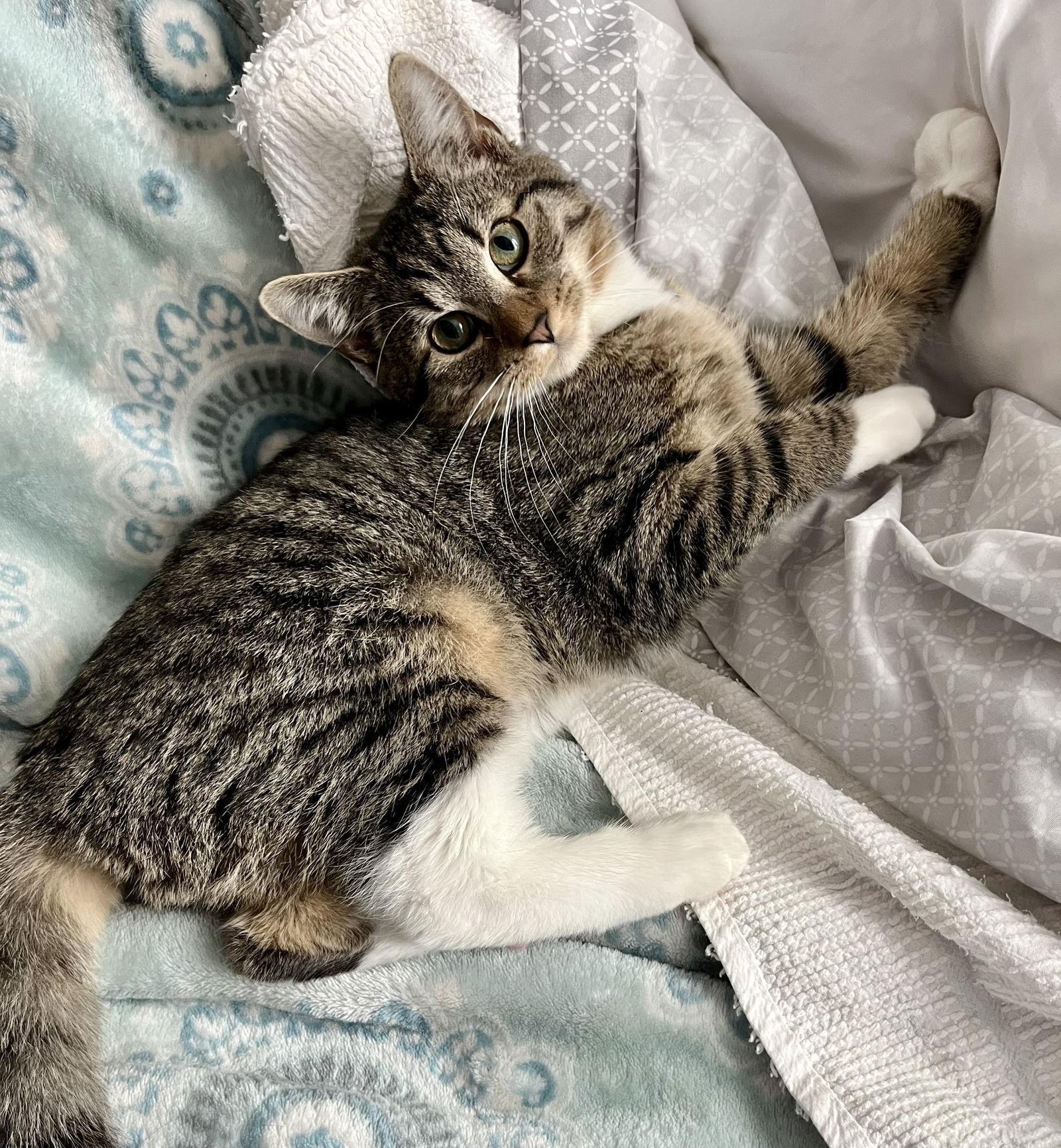 Simon, a Adoptable Tabby in Rural Hall, NC image 1/3