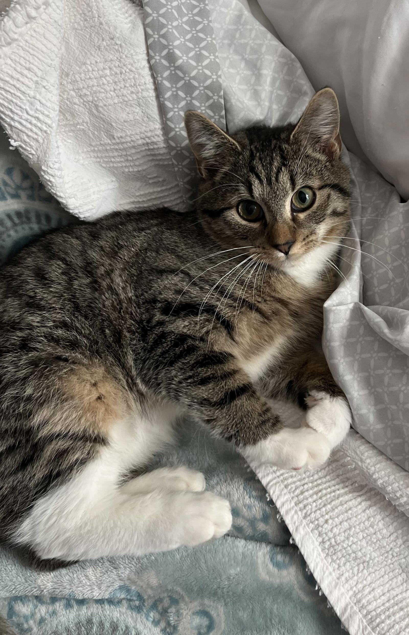 Simon, a Adoptable Tabby in Rural Hall, NC image 2/3