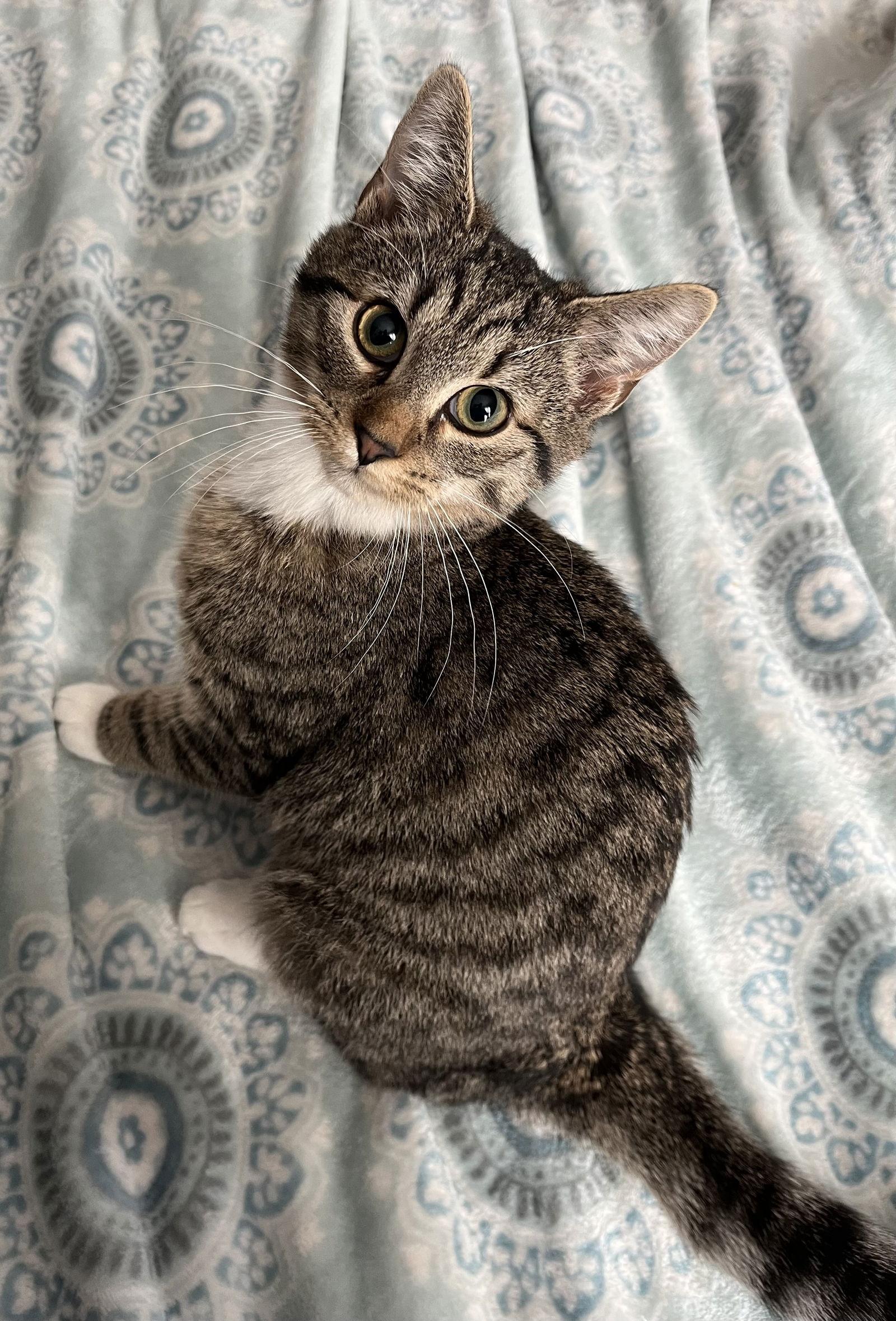 Simon, Adopted, Kitten Male Tabby.